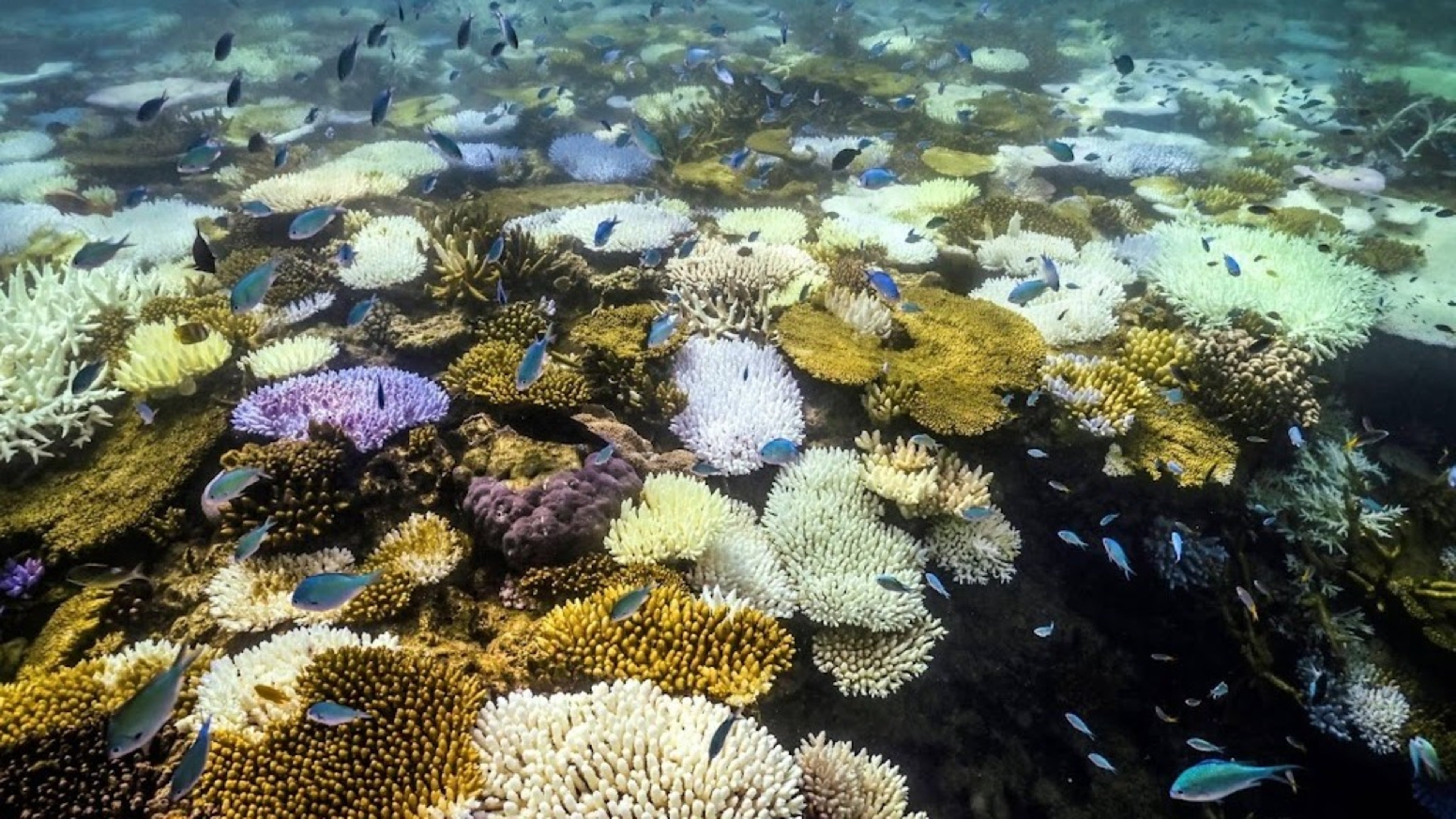 Great Barrier Reef not on endangered world heritage list after all