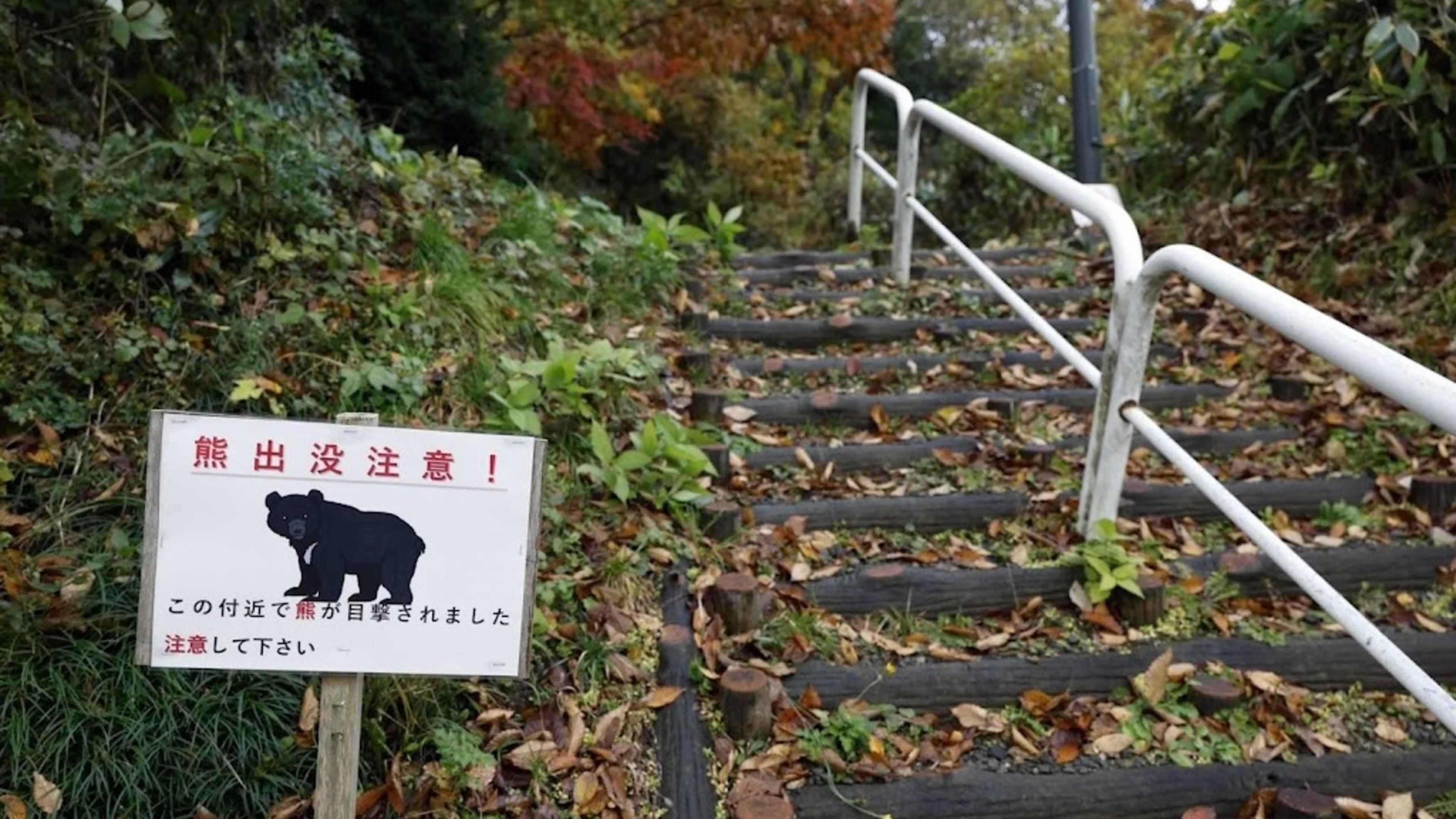 Record number of bears spotted and killed in Japan