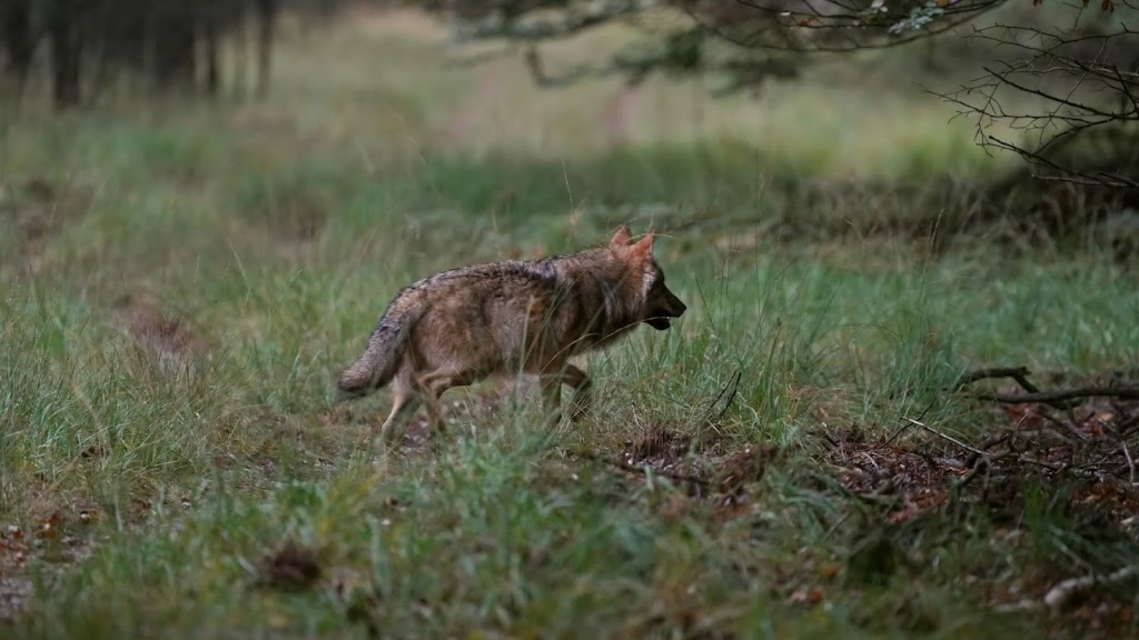 Wolf that bit woman in face released again in Germany