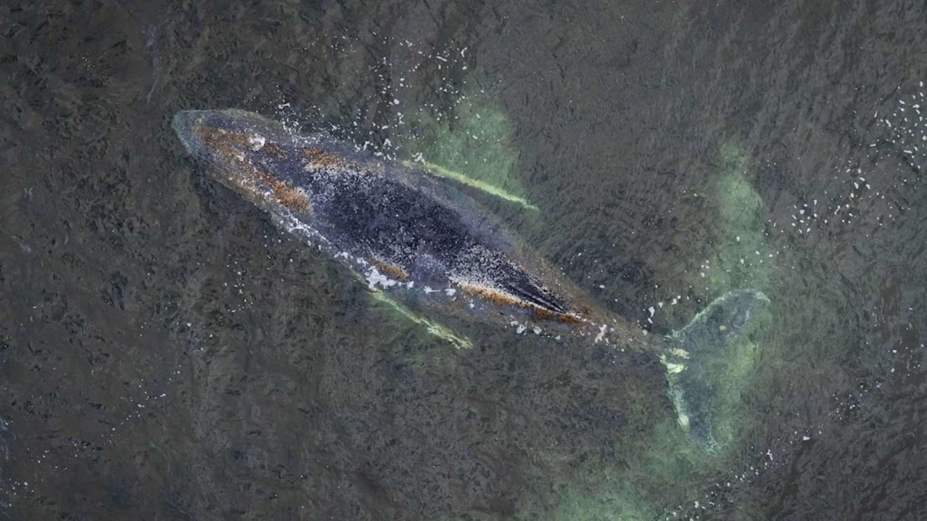 Stranded whale off German coast given up on