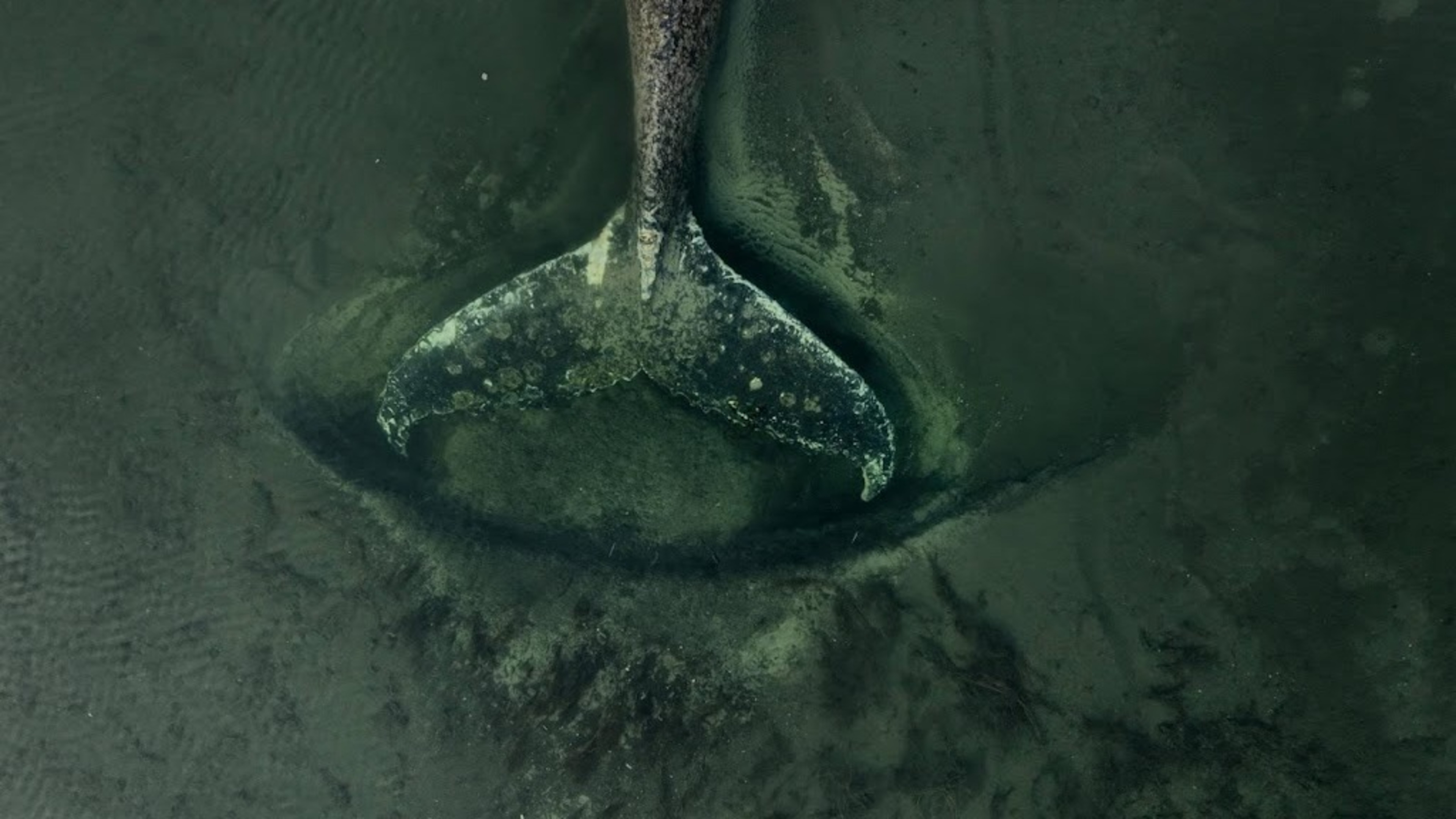 Humpback whale Timmy cared for, rescue attempt continues