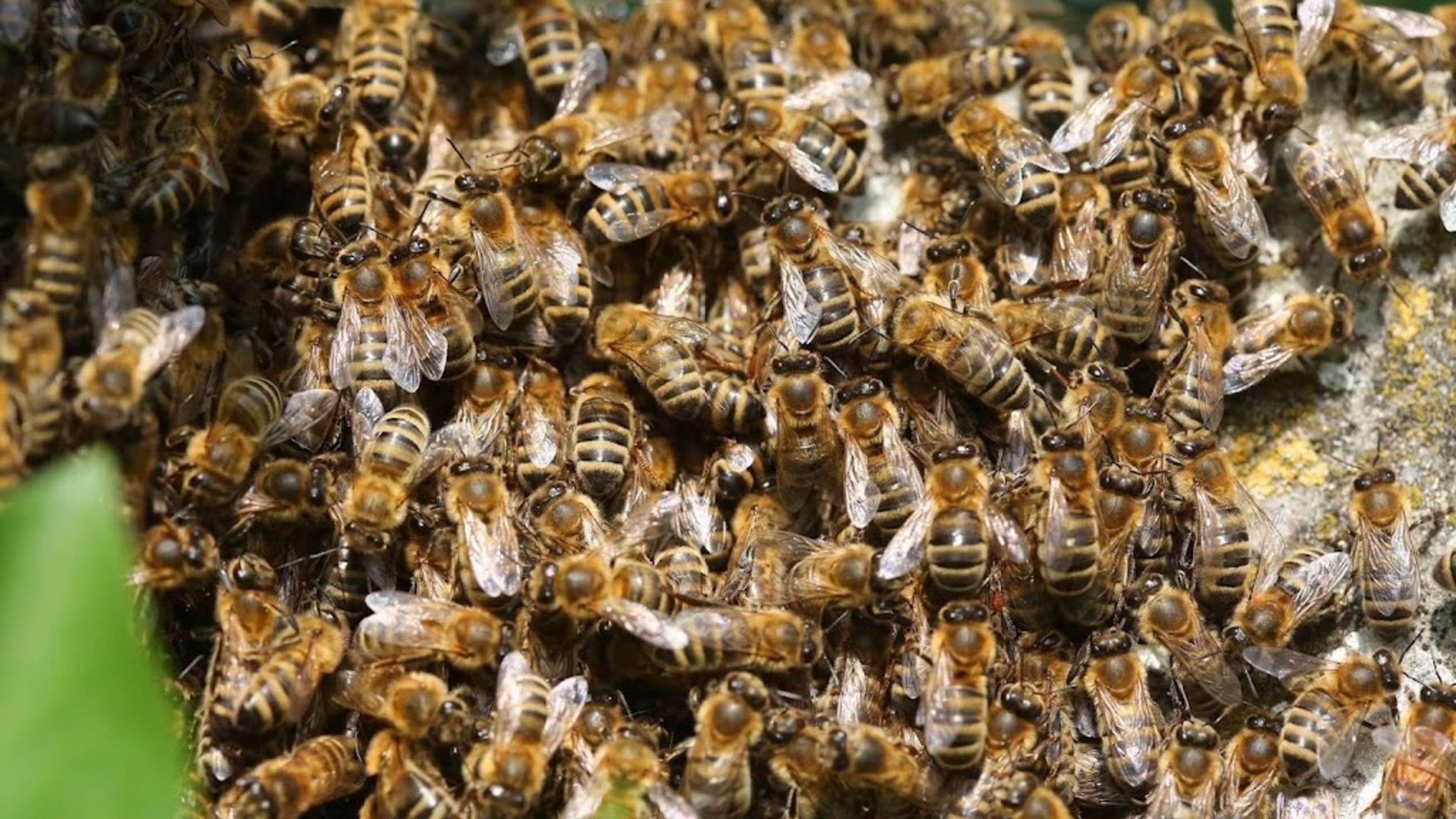 More than 150 injured in mass bee attack on procession in Panama