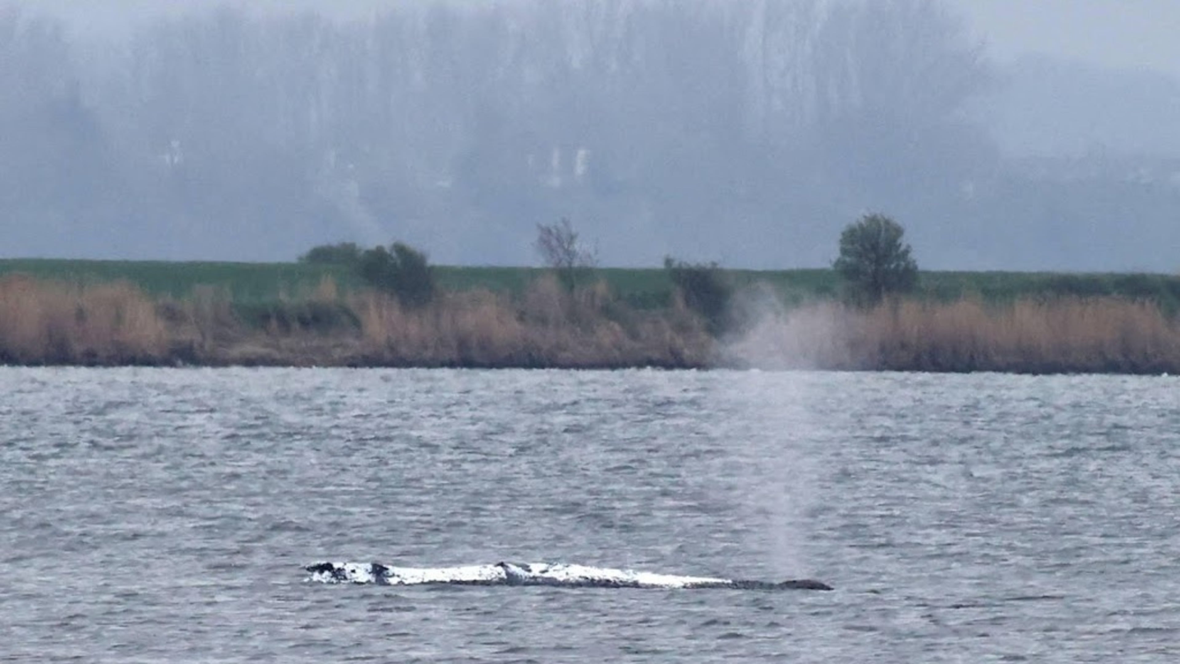Rescue team for humpback whale Timmy suffering from fatigue