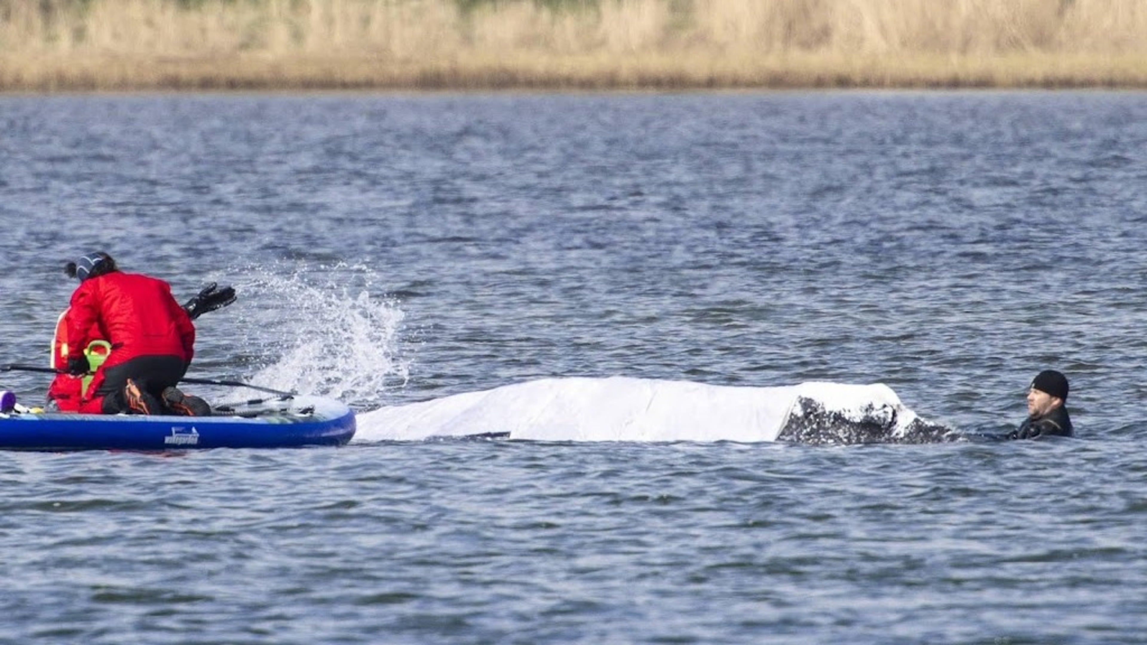Timmy's carcass may stay on island longer
