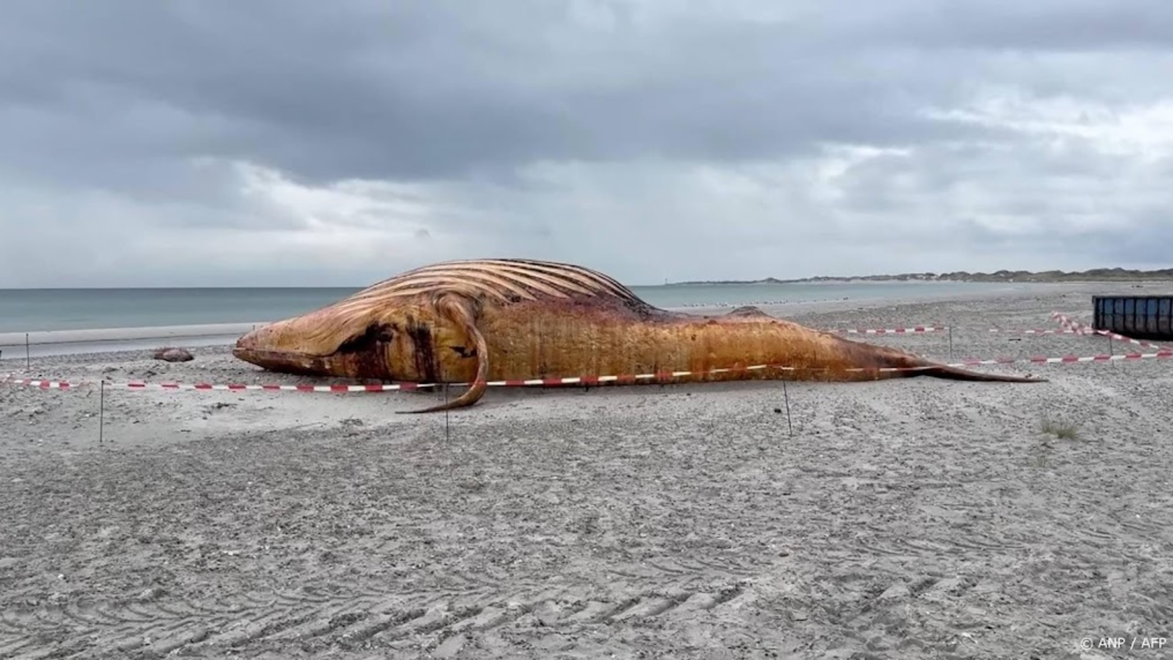 Humpback whale Timmy dies shortly after rescue operation