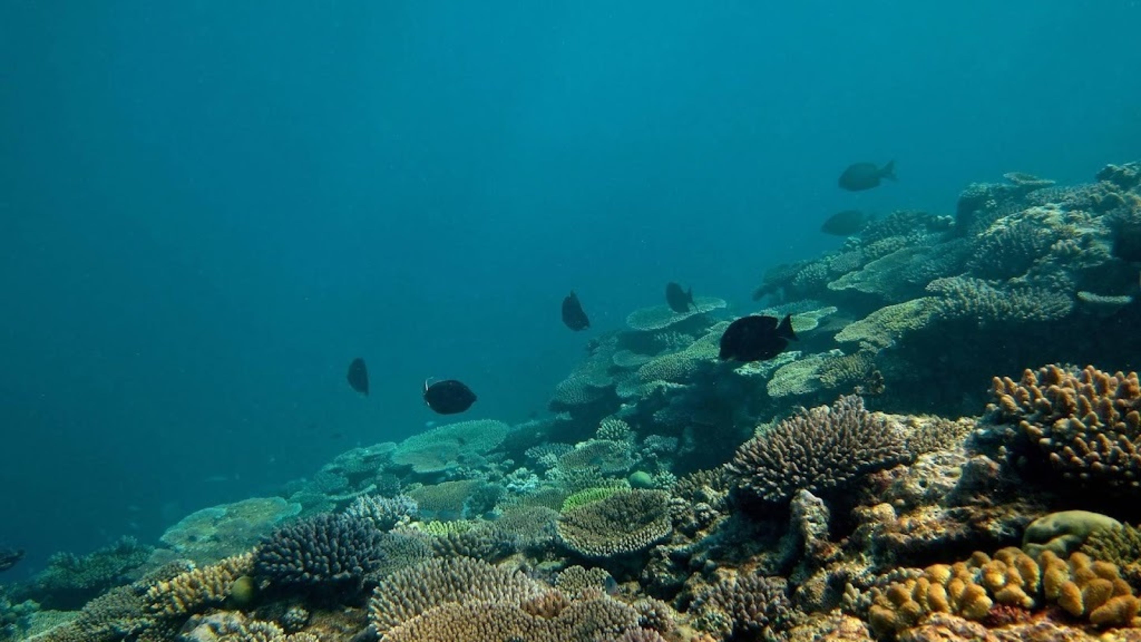 Man dies from shark bite off Australian west coast