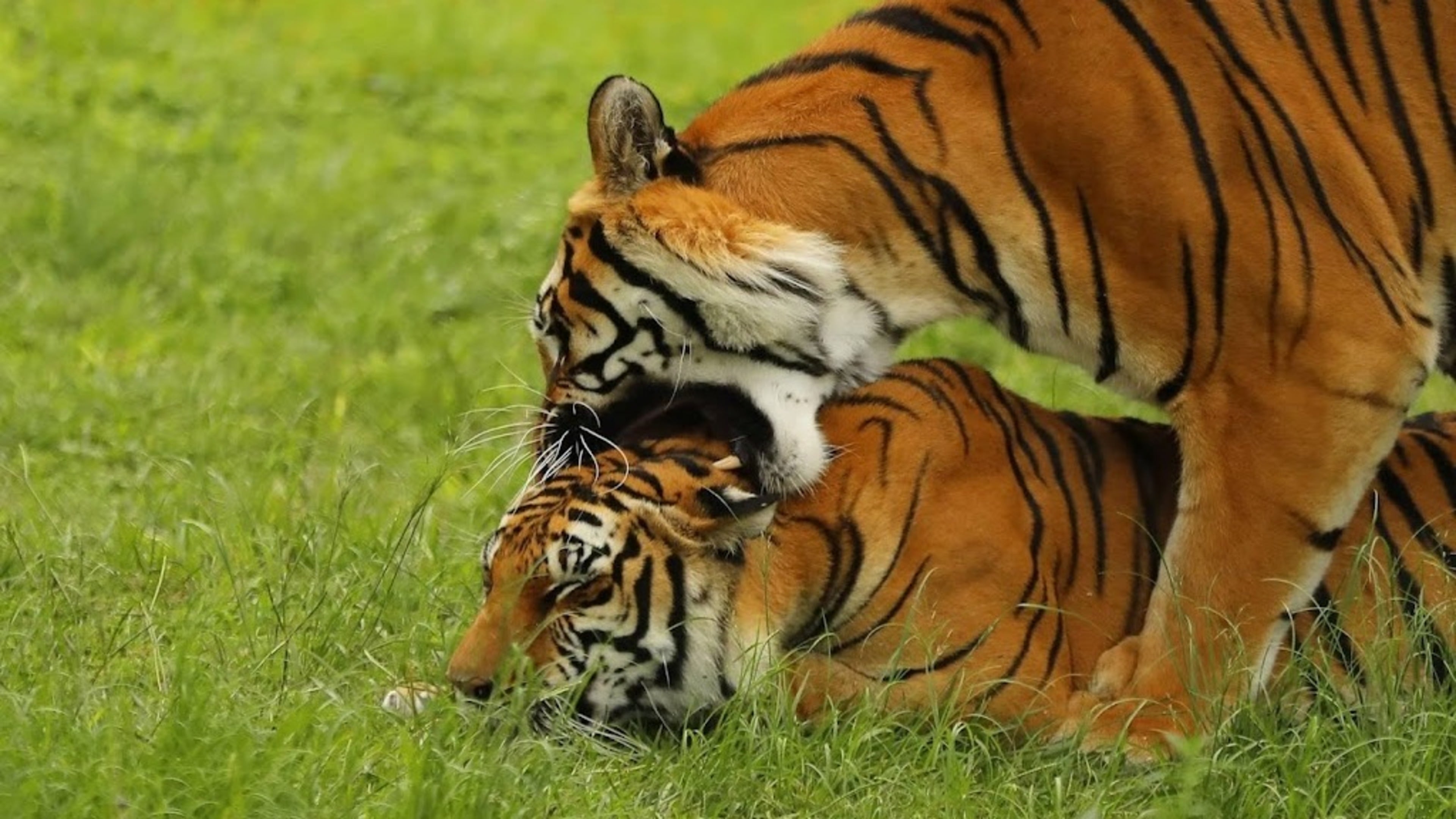 Seven tigers seized in arrest of Mexico gang leader