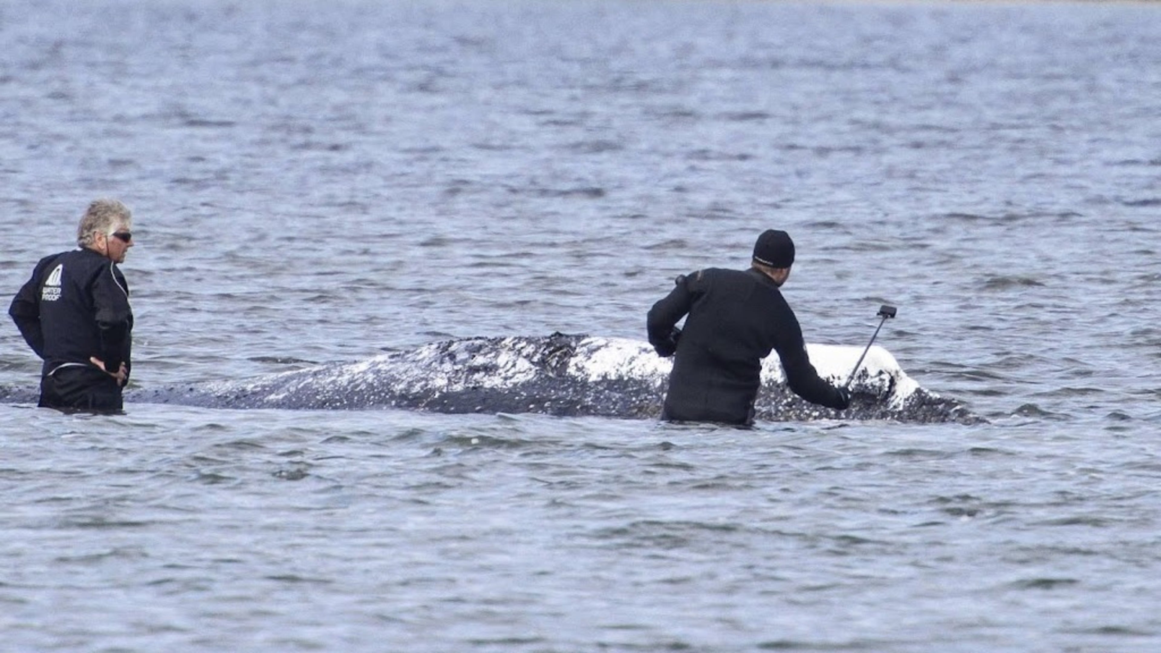 Humpback whale Timmy taken to deep waters by ship