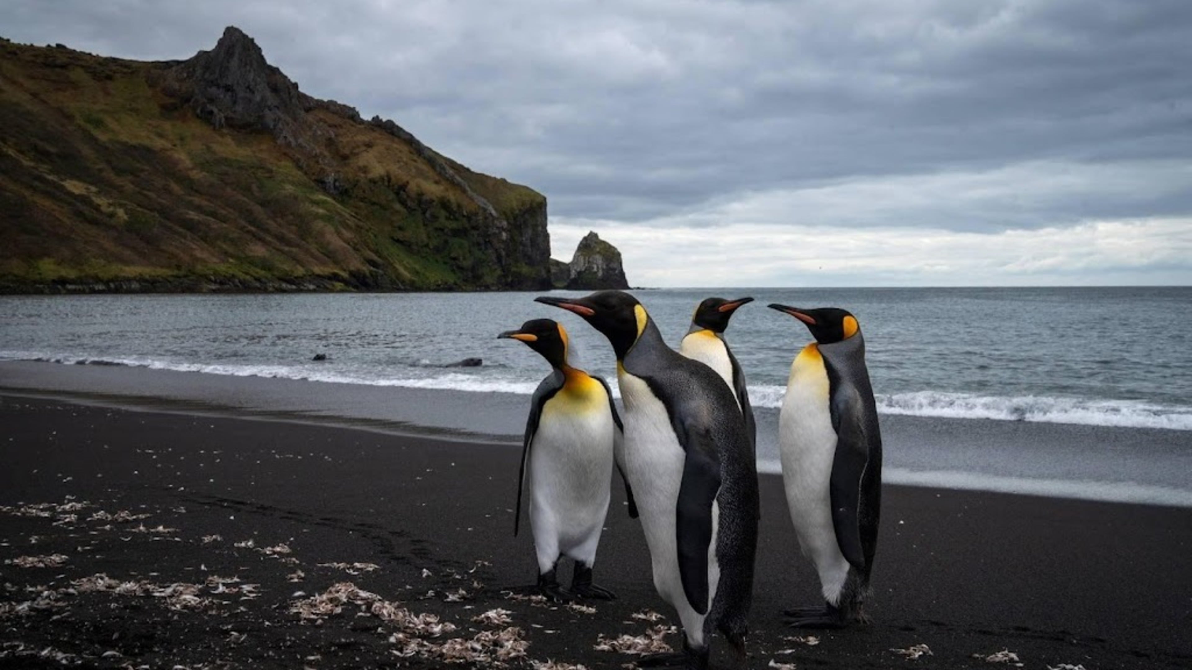 Emperor penguin now an endangered species due to climate change