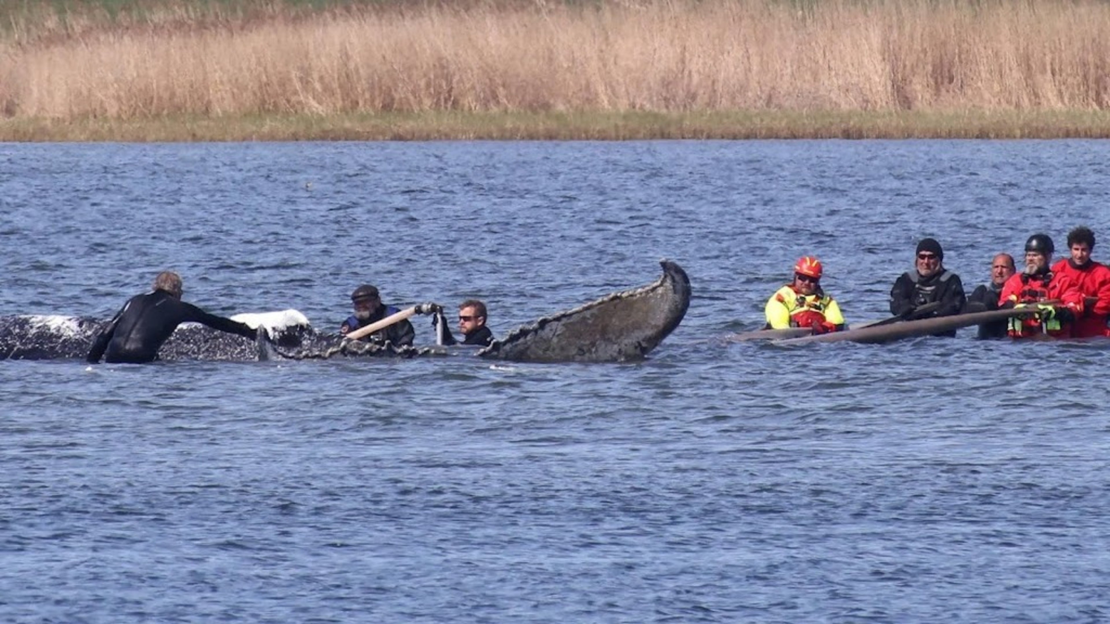 Humpback whale Timmy to undergo autopsy on Danish beach