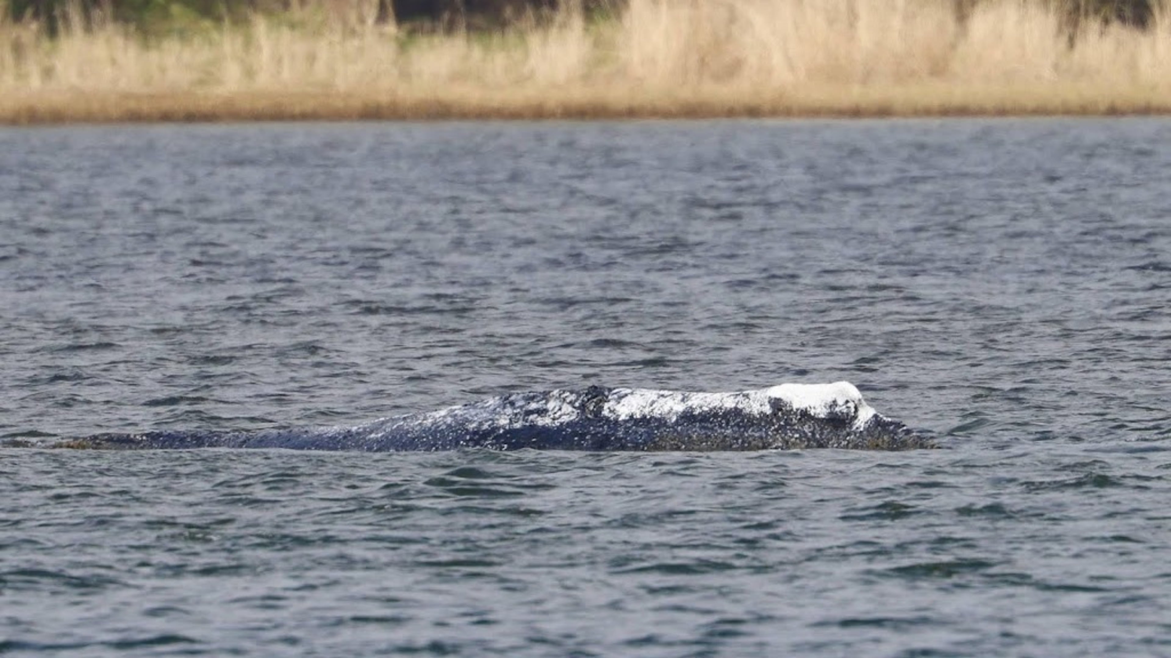 Dead whale in Denmark turns out to be much-discussed Timmy