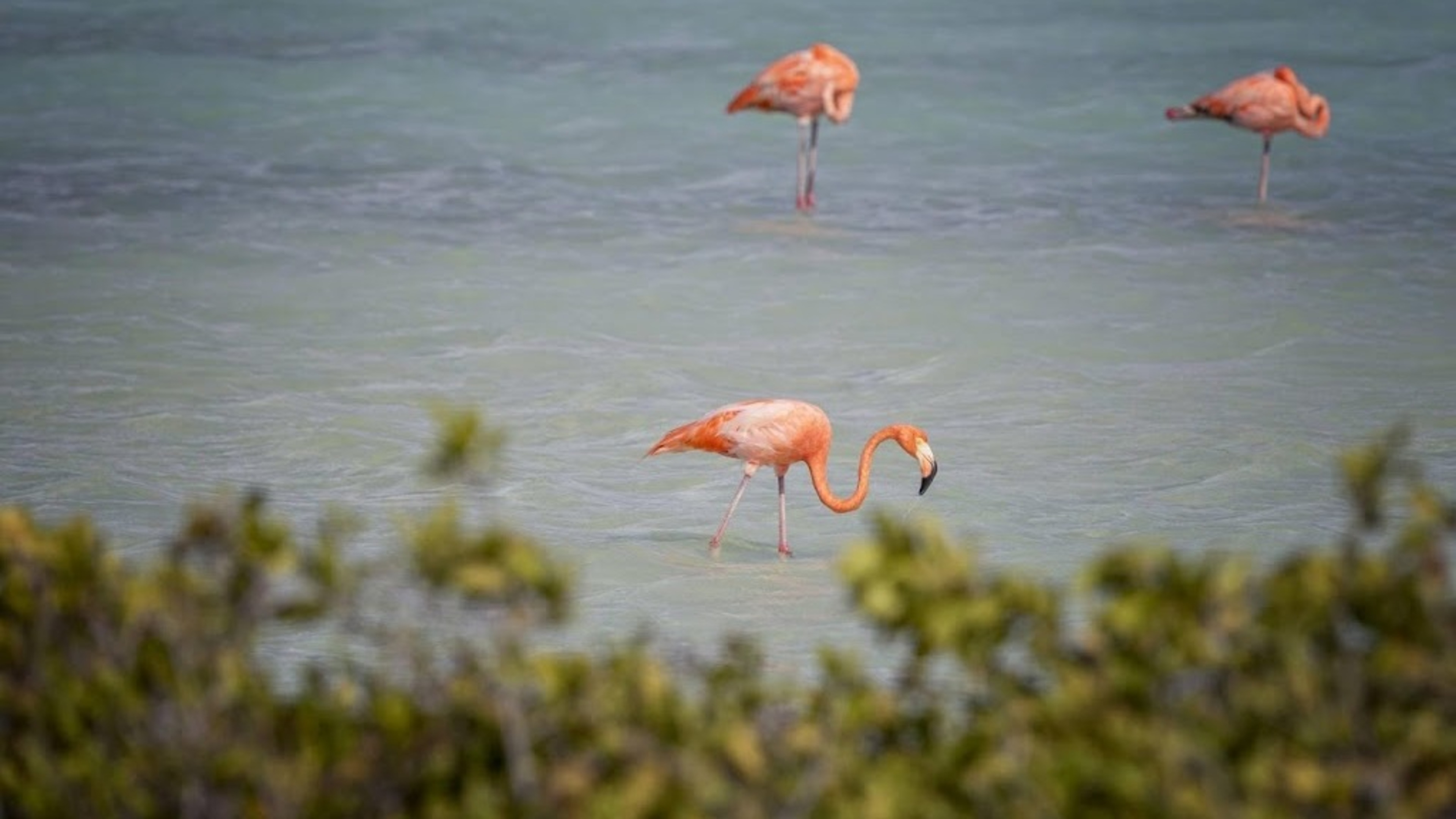 Bonaire asks Netherlands for urgent help with rising prices