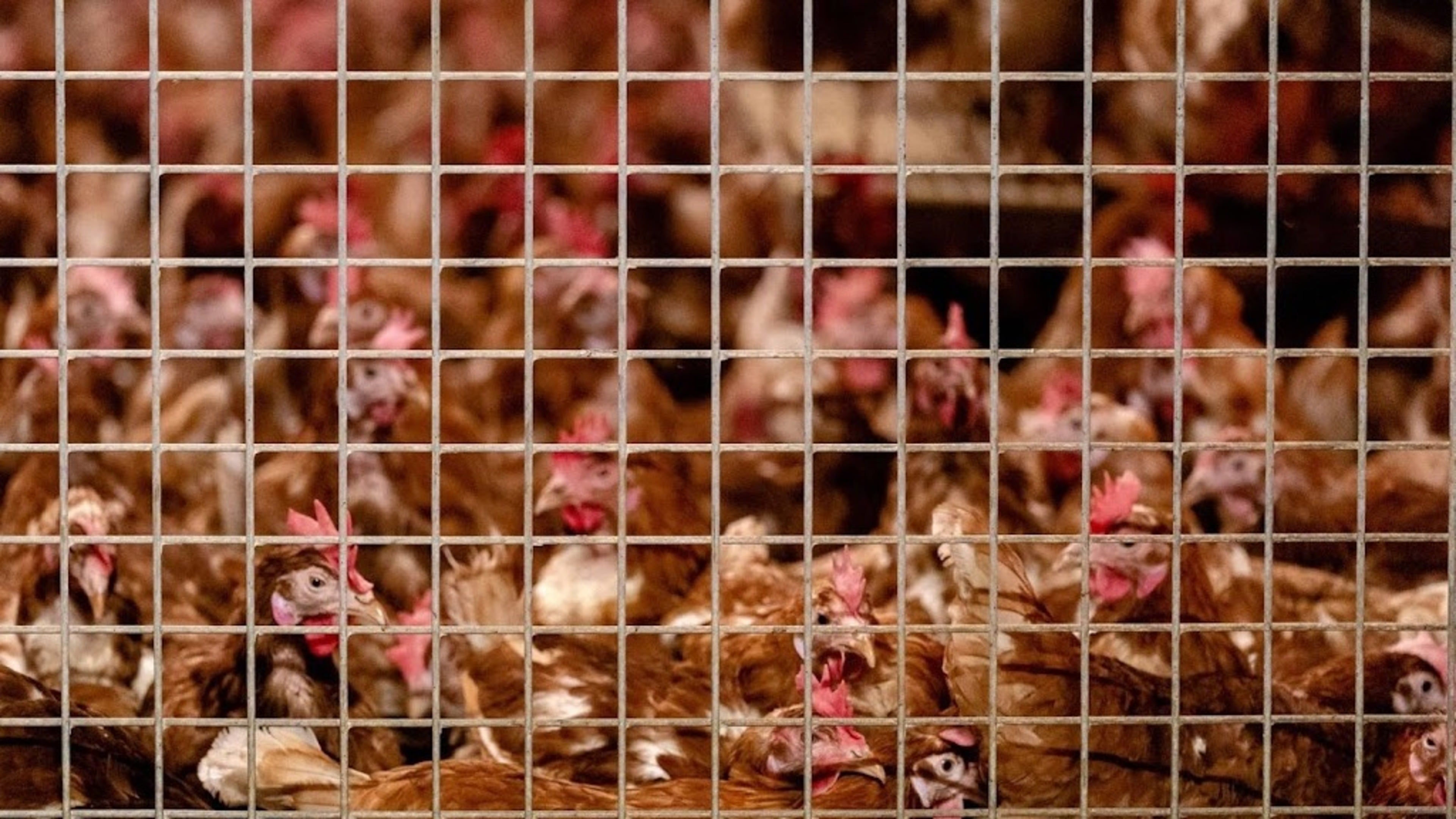 Australia confirms first case of H5N1 bird flu