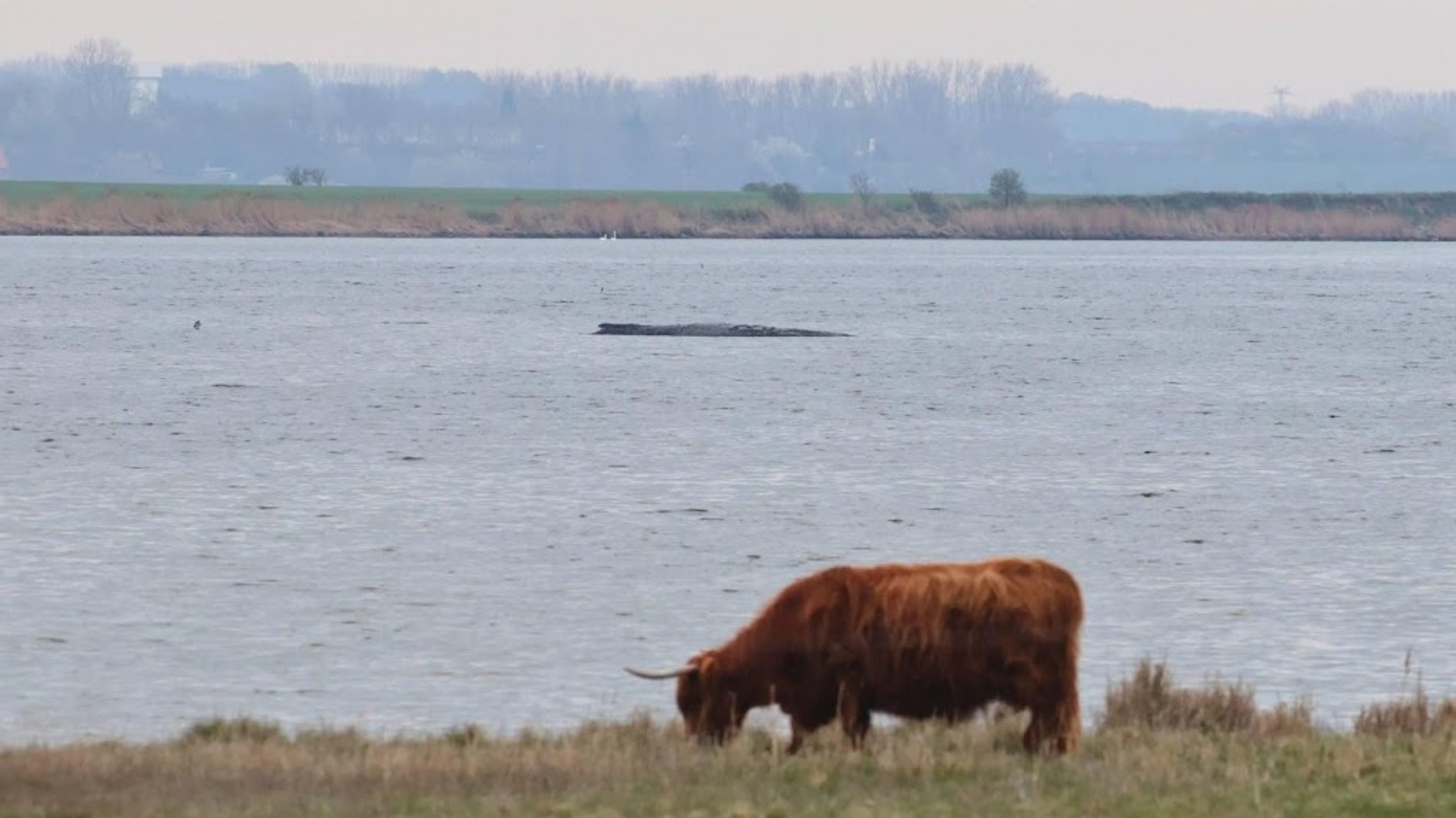 New rescue attempt started for stranded whale Timmy