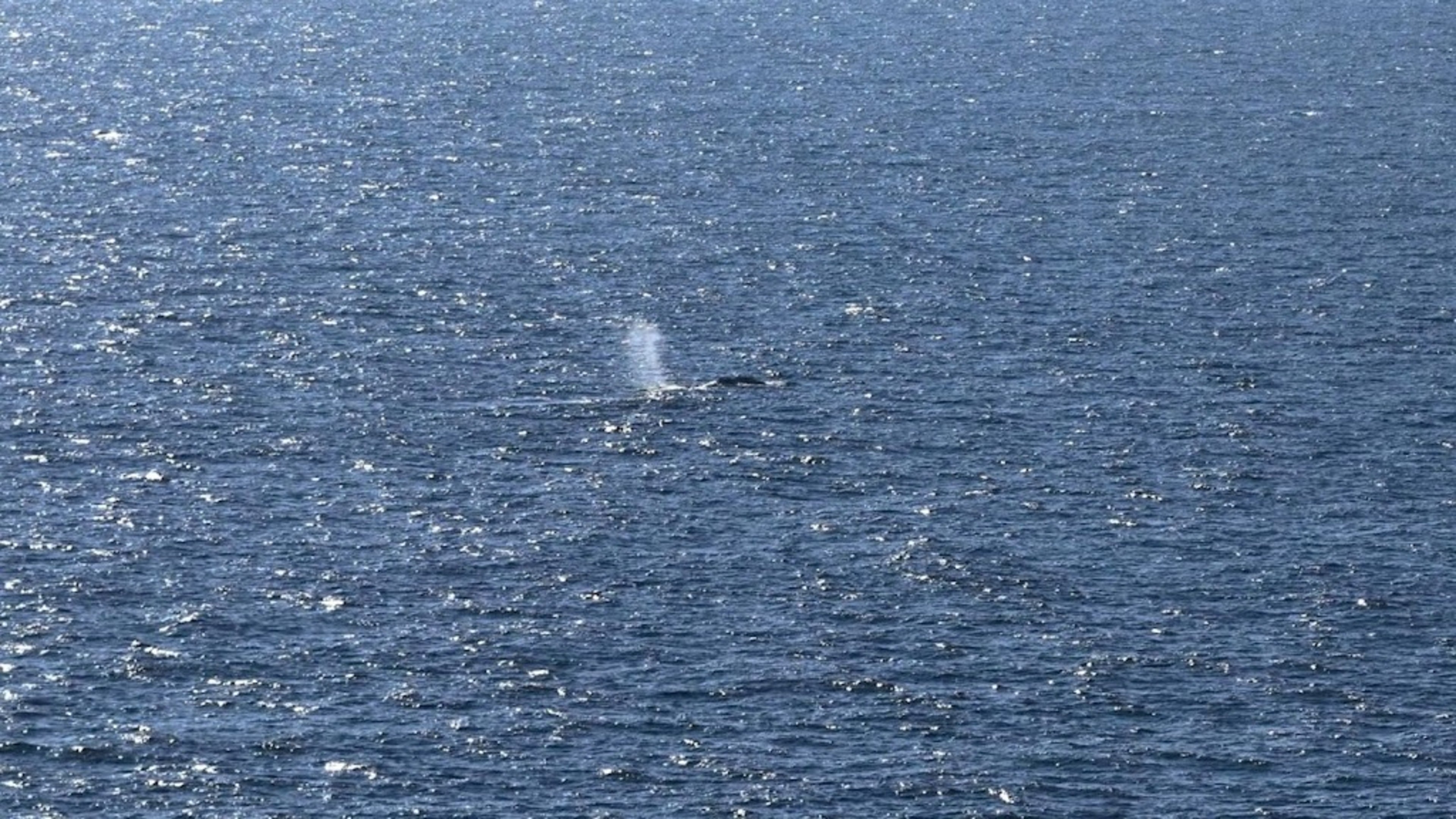 Unclear if stranded whale in Denmark is famous Timmy