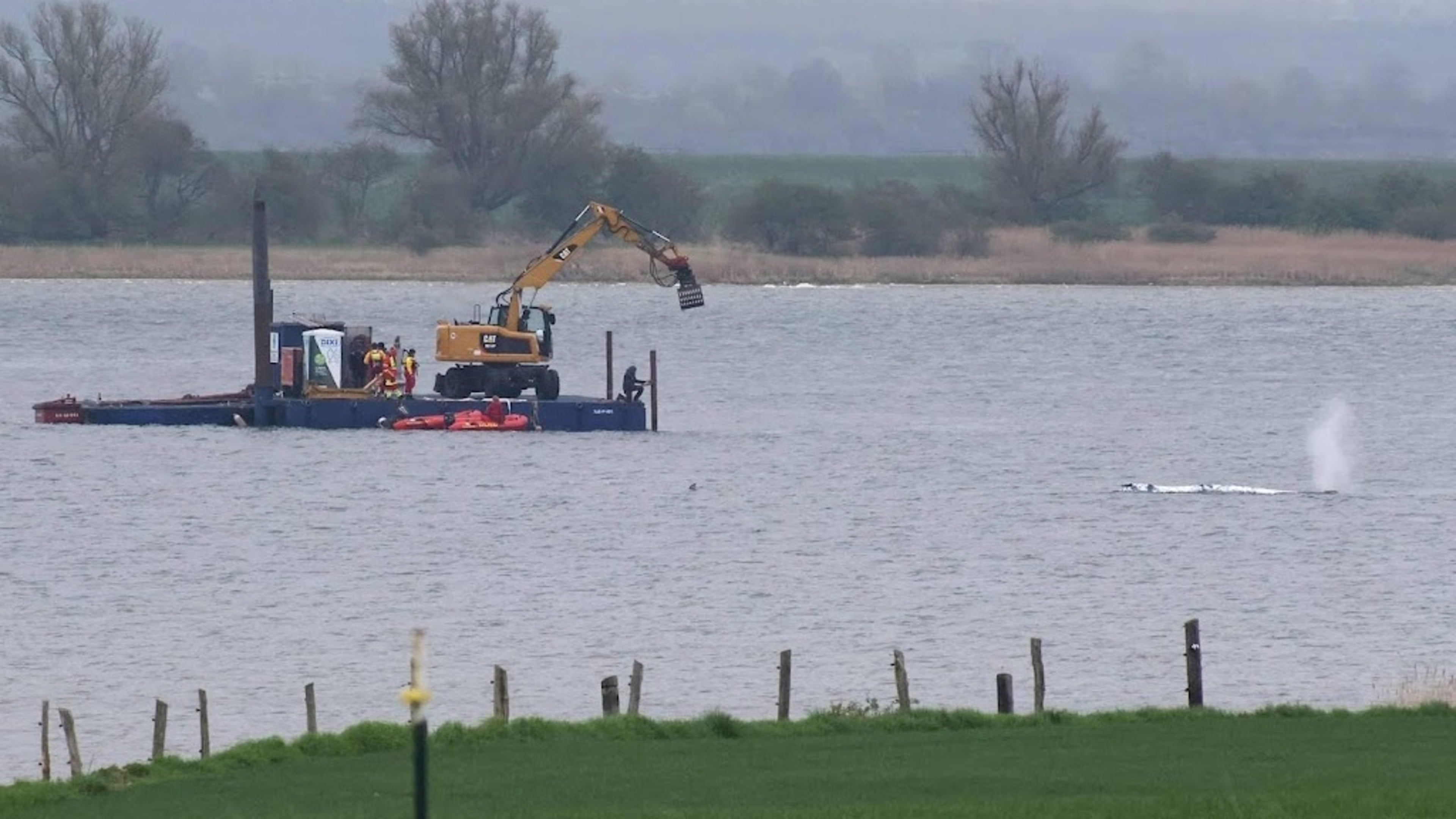 Growing concern over freed humpback whale Timmy