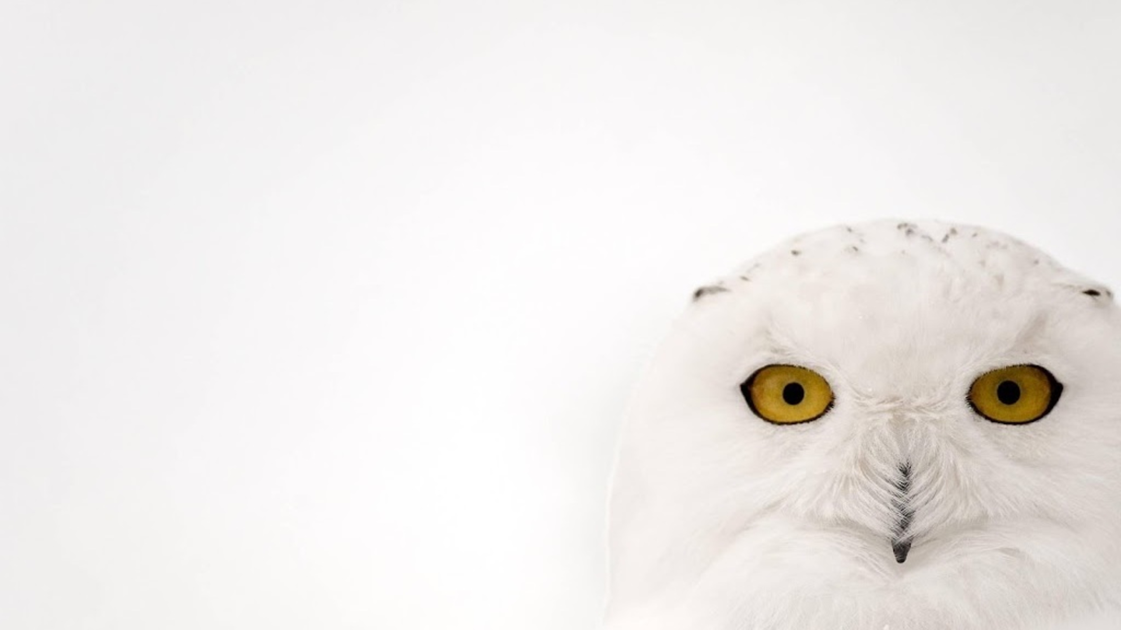 40 species added to protected wildlife list