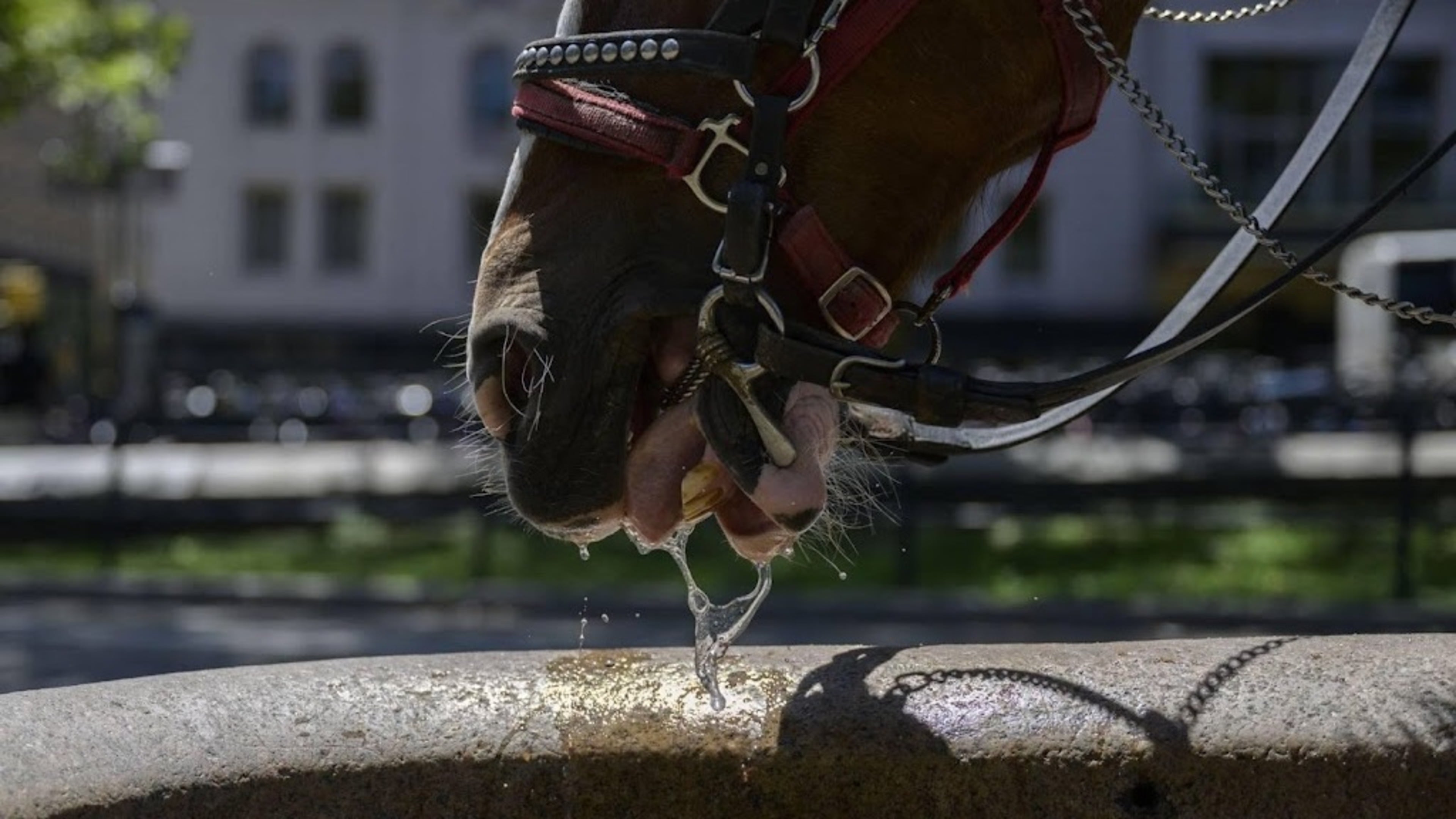Horse bolts in New York's Central Park, tourist killed