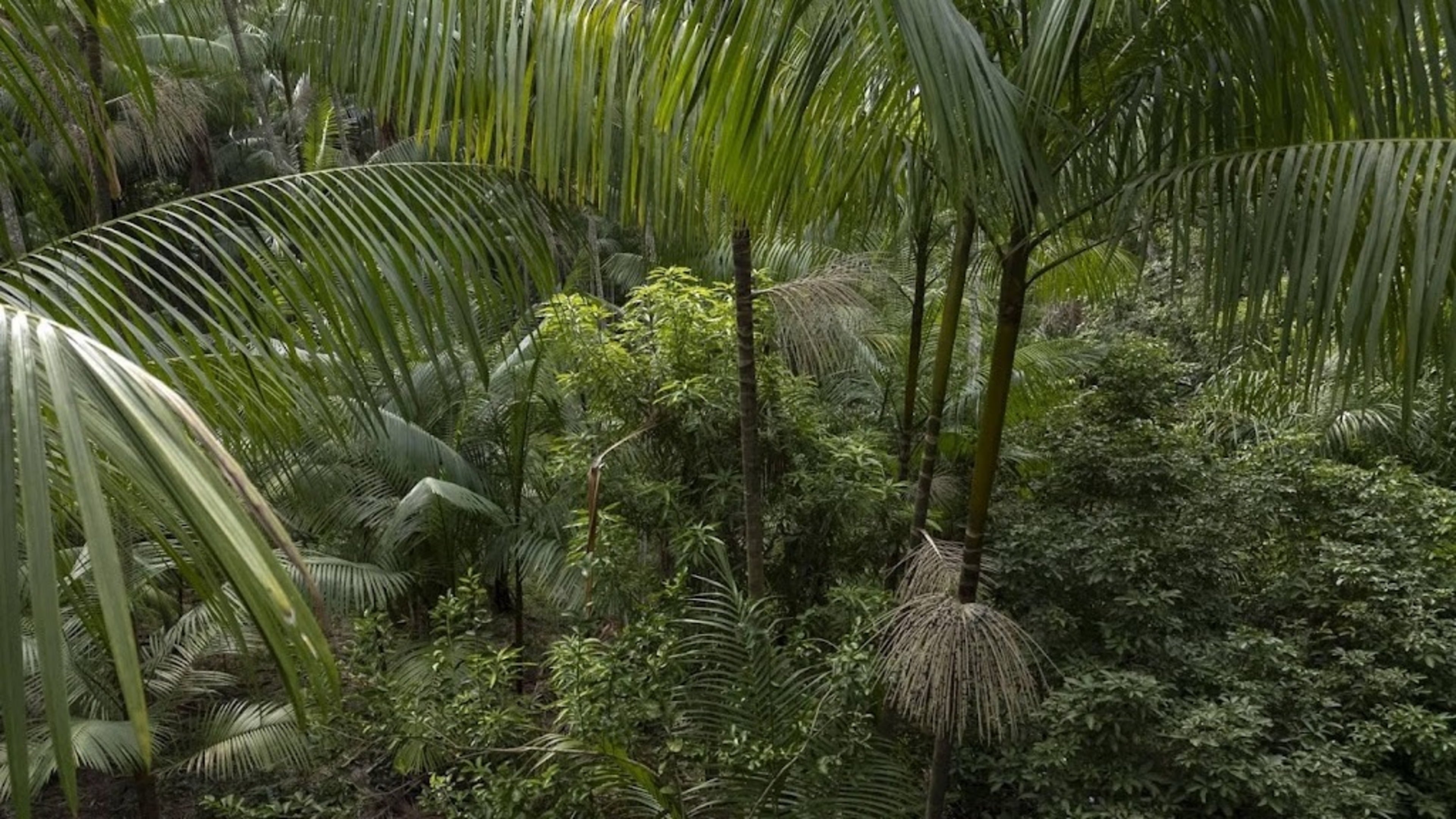 Report: less rainforest lost in 2025, but fire risk grows