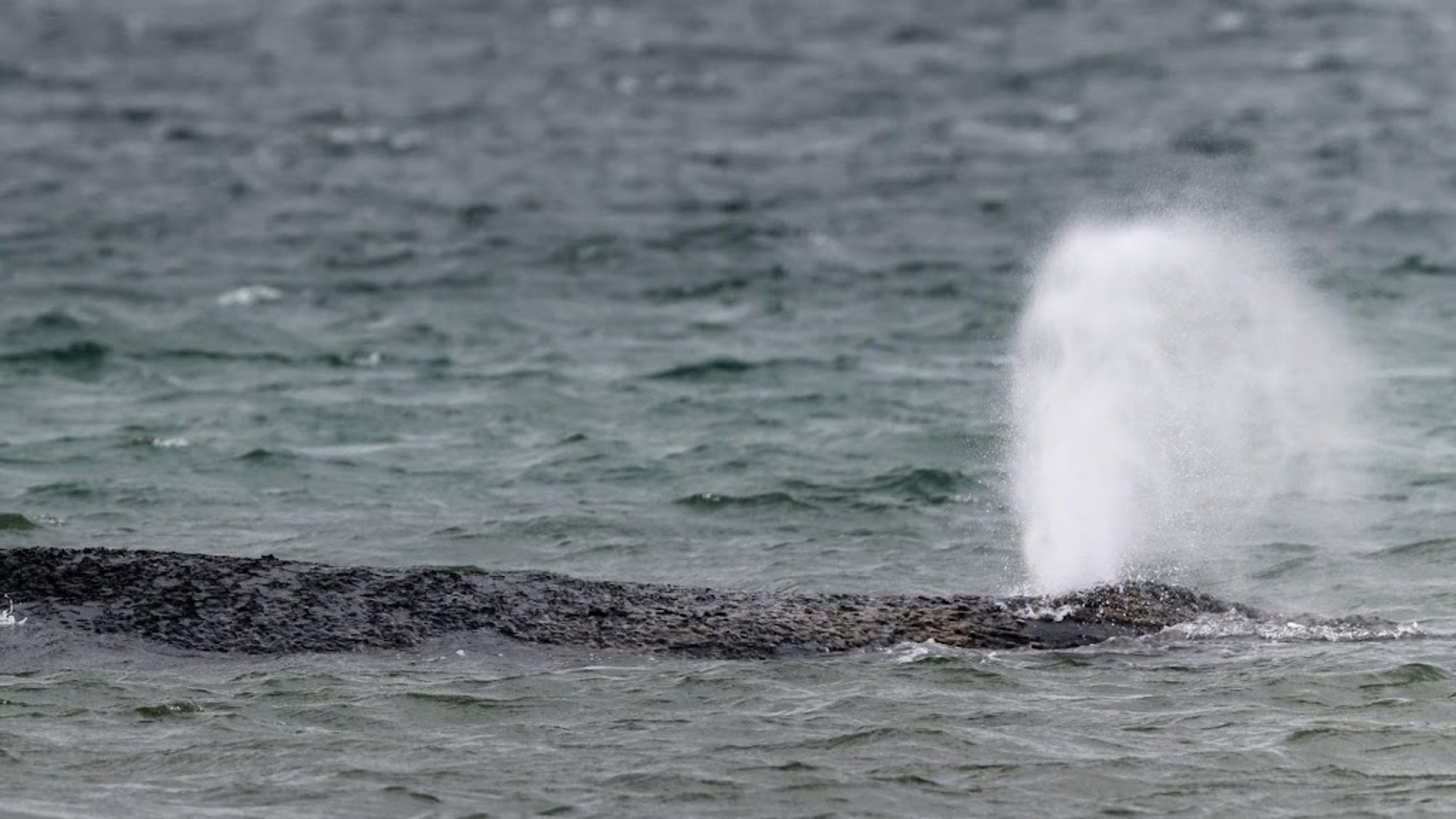 Stranded humpback whale off German coast swims to open sea