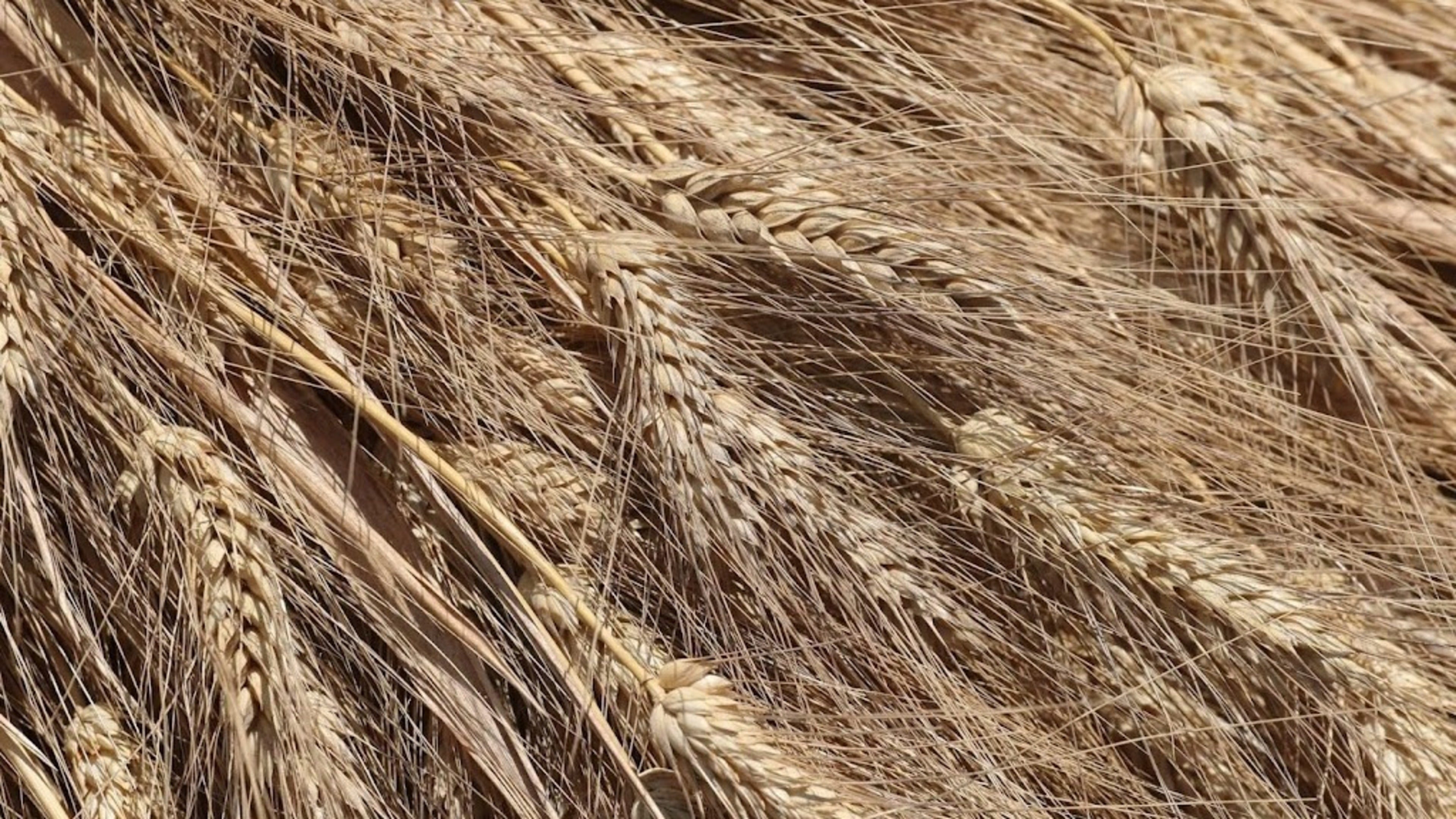 Media: controversial Russian grain ship will not be unloaded in Israel