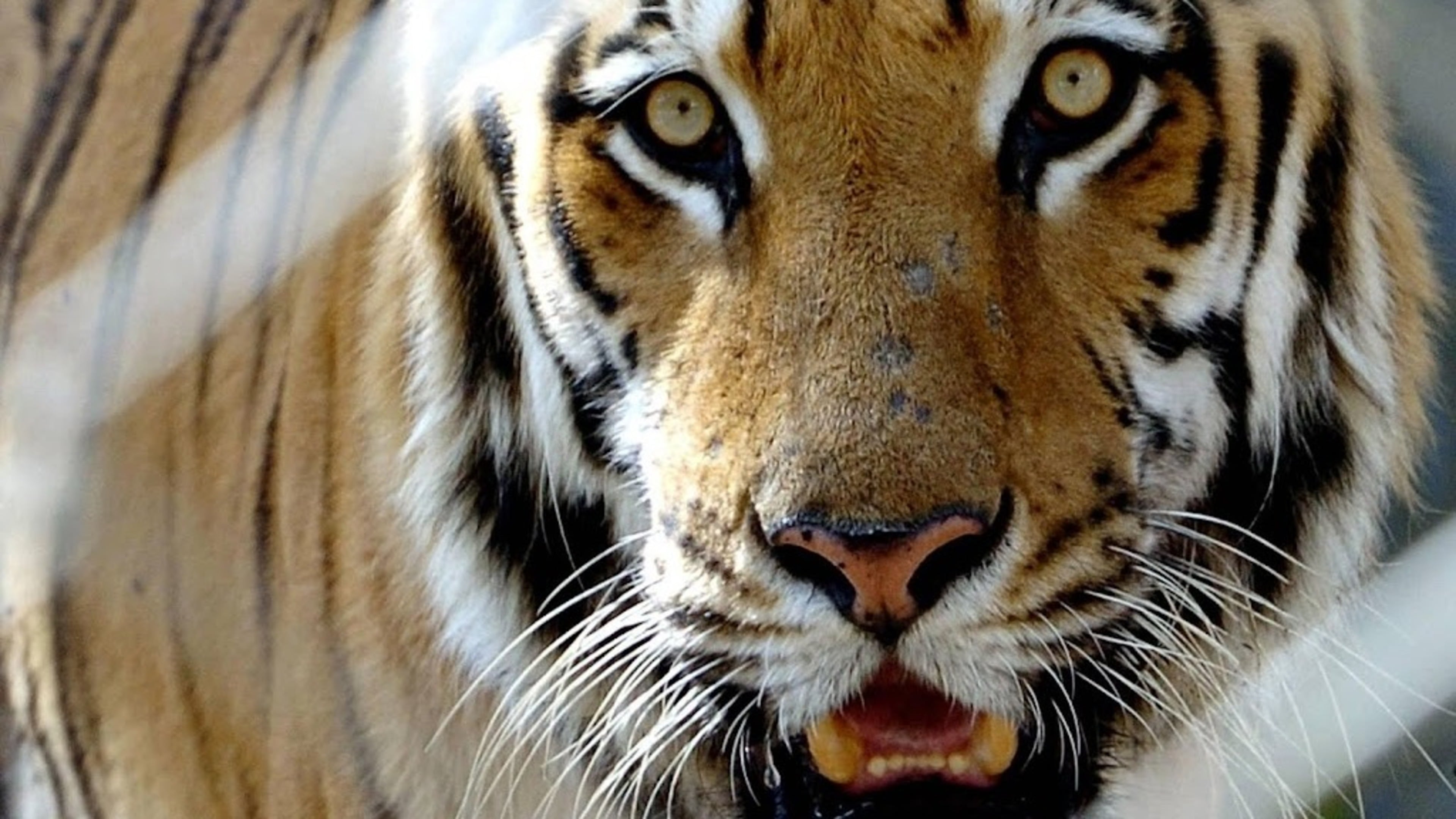 German police shoot escaped tiger dead