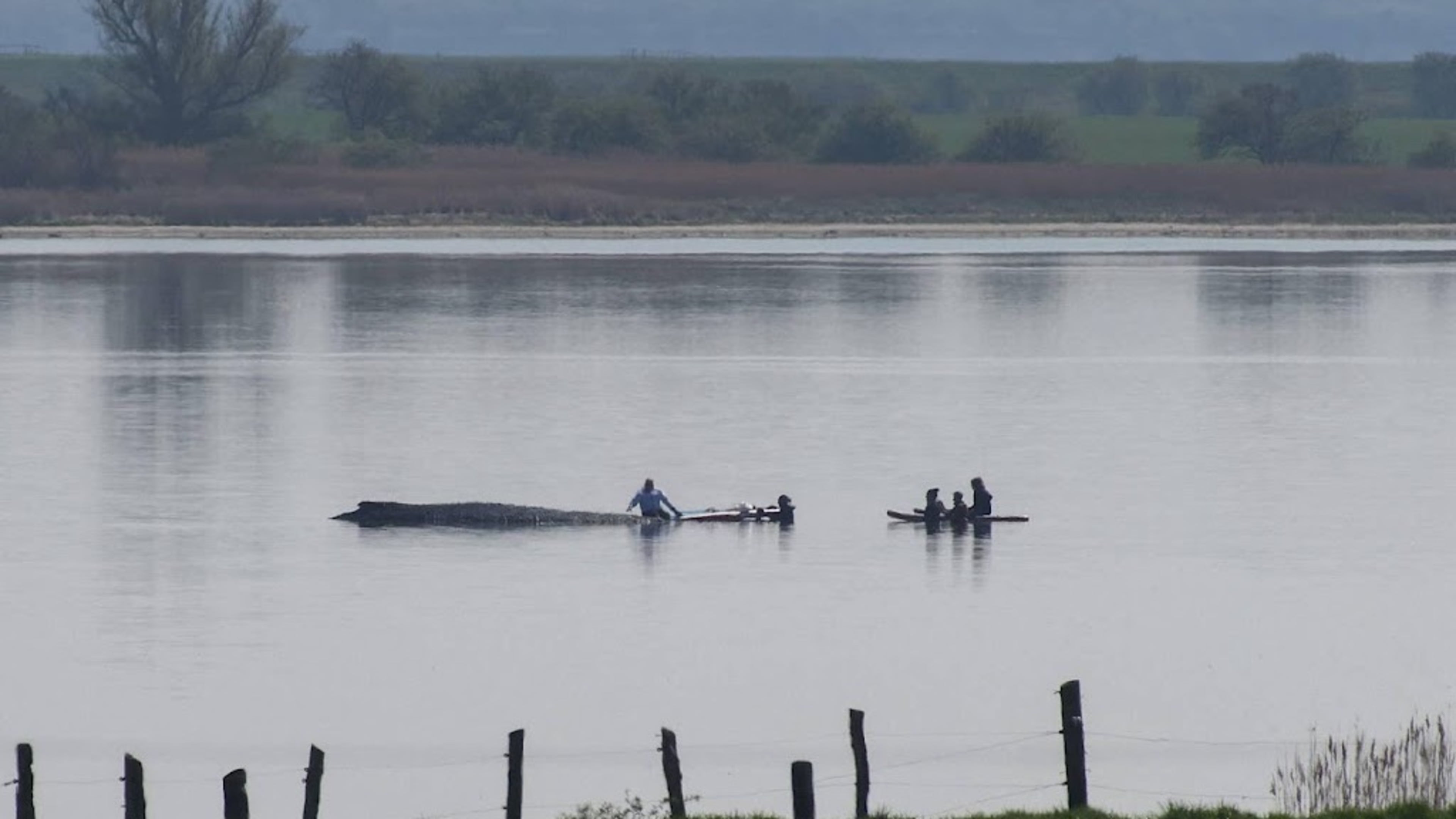 Rescuers try to pull humpback whale Timmy away with ropes