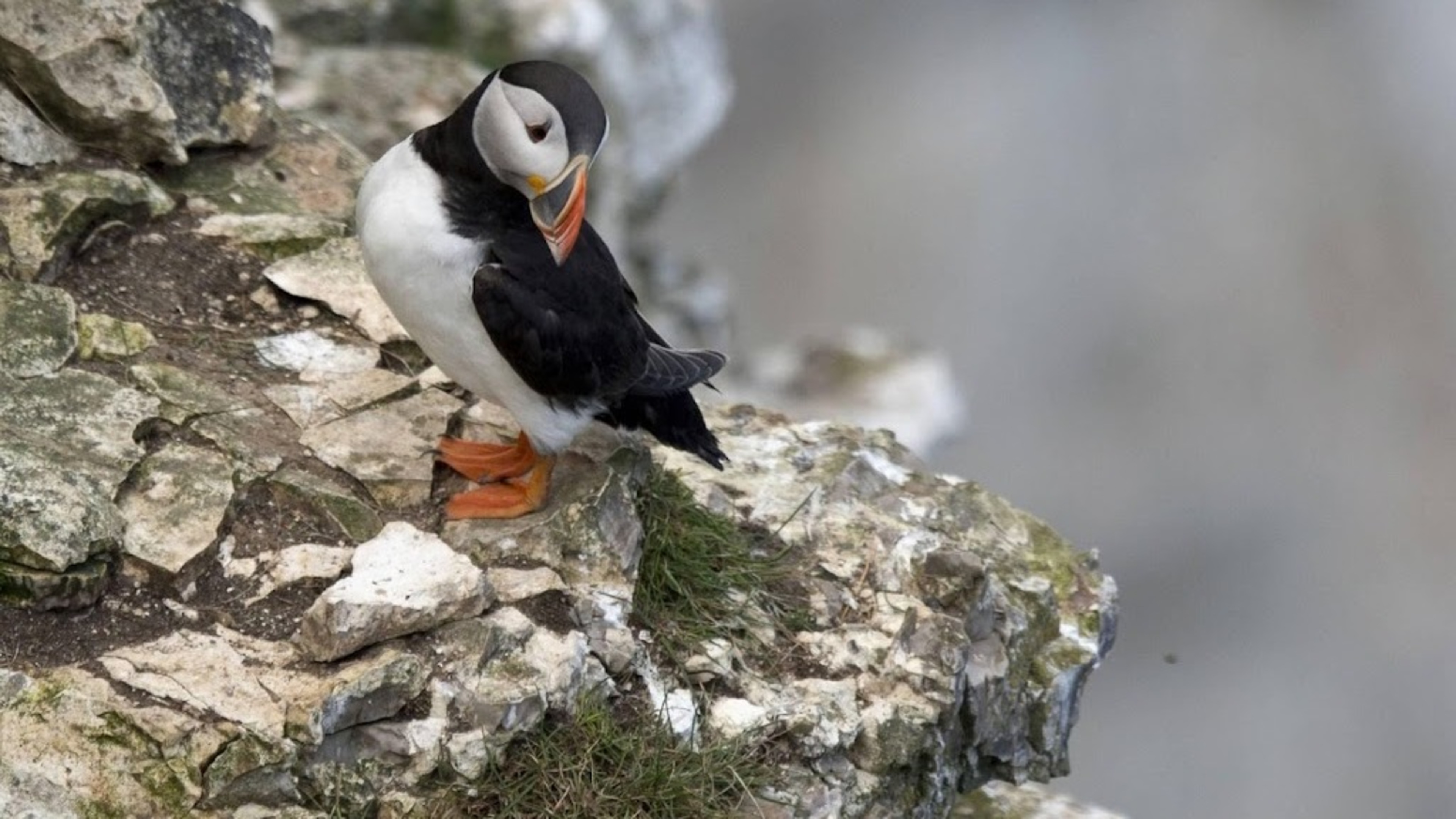Tens of thousands of puffins washed up on French coasts
