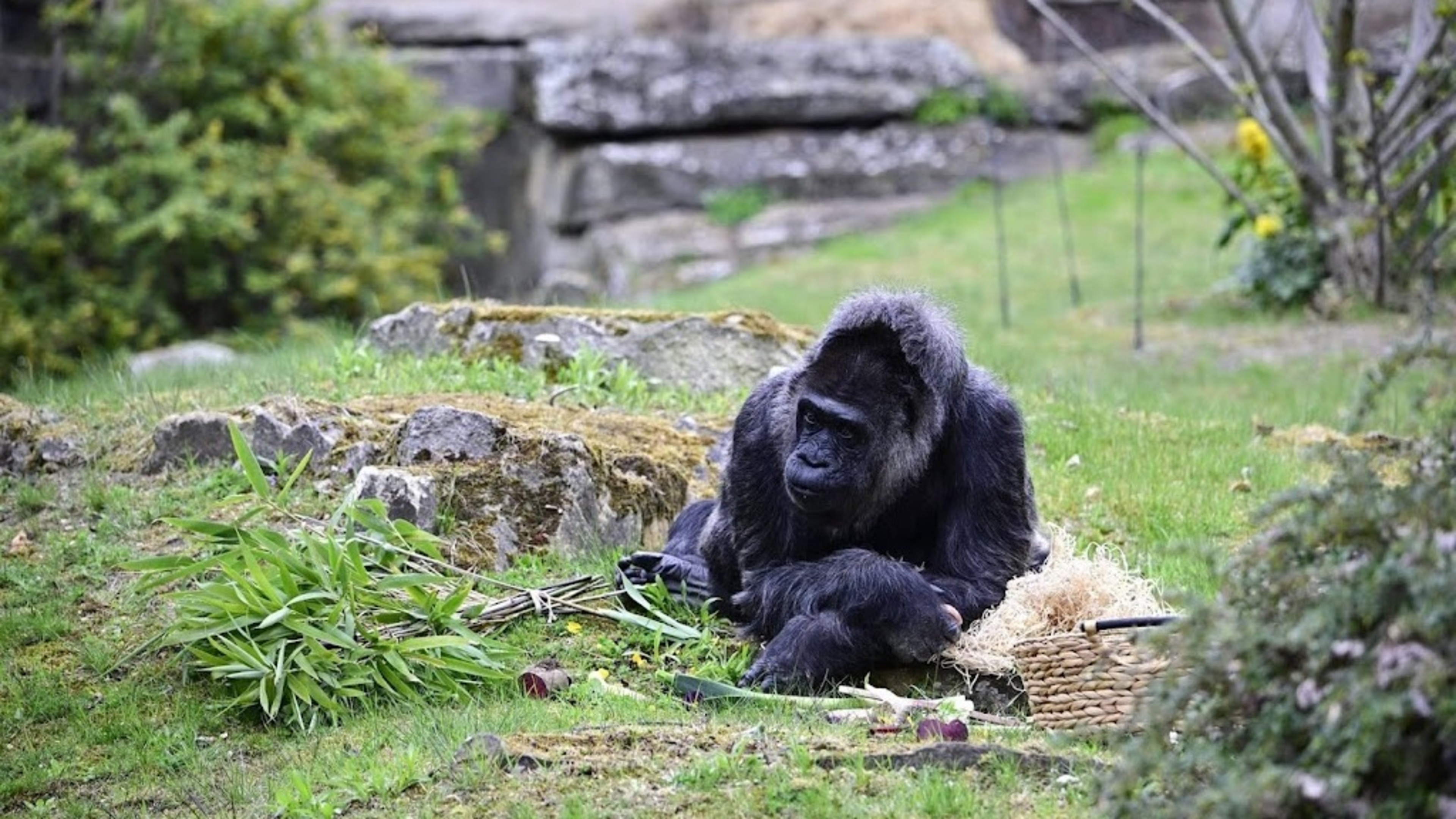 World's oldest gorilla celebrates 69th birthday in Berlin