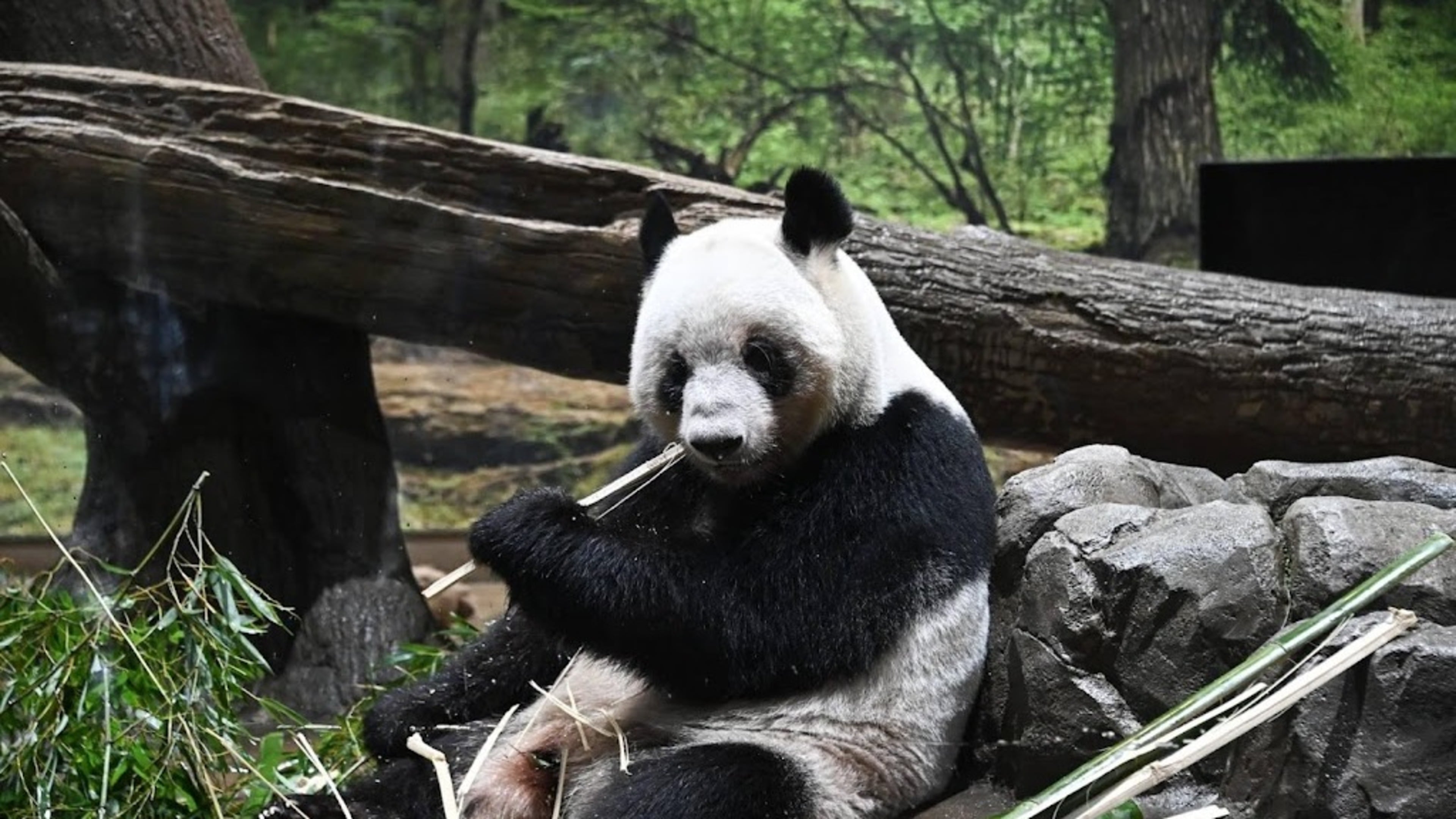 China sends pandas to US ahead of Trump's visit to Beijing