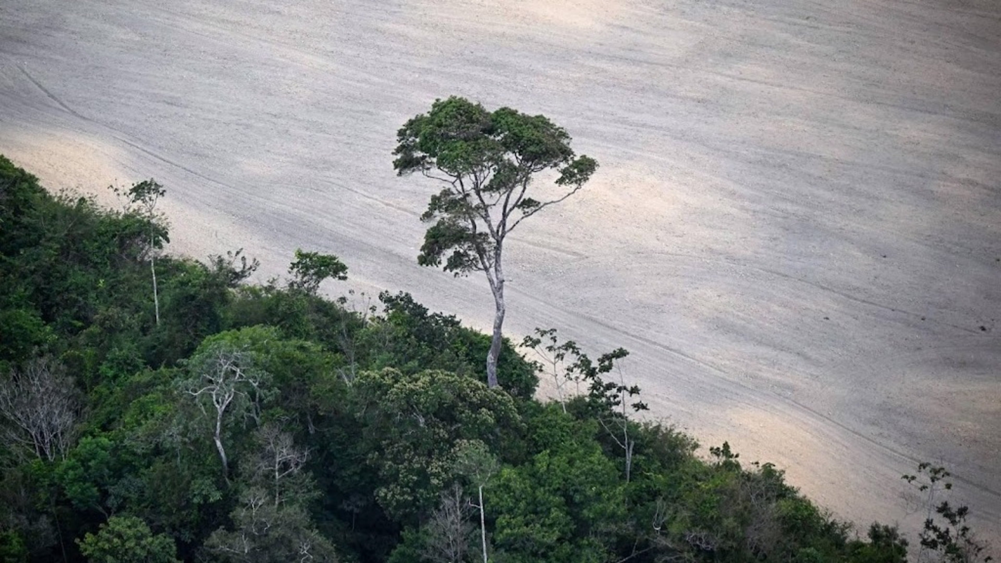 Deforestation in Brazil's Amazon at lowest level since 2019