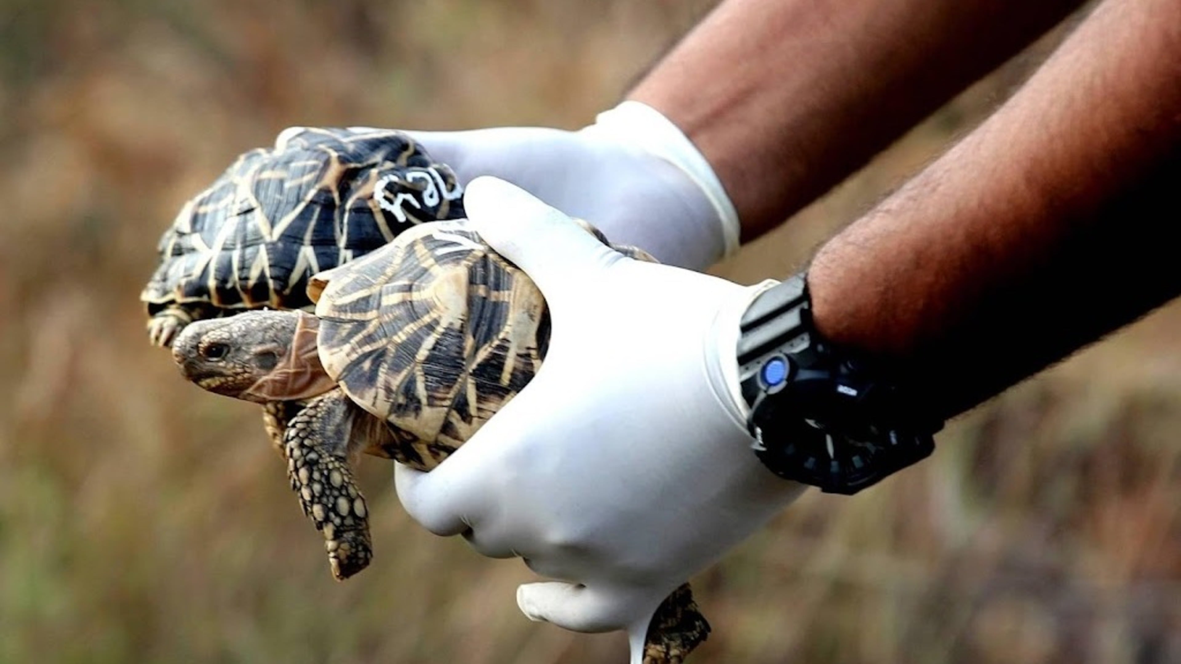 Woman caught at Thai airport with 30 turtles under her clothes