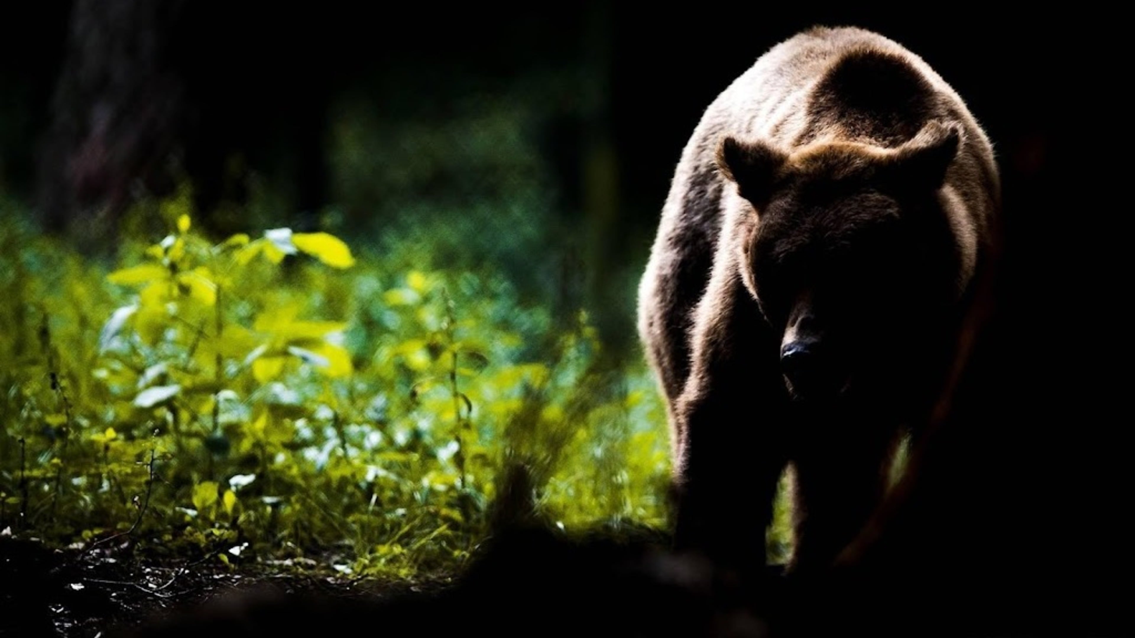 Bear kills man in Bulgaria