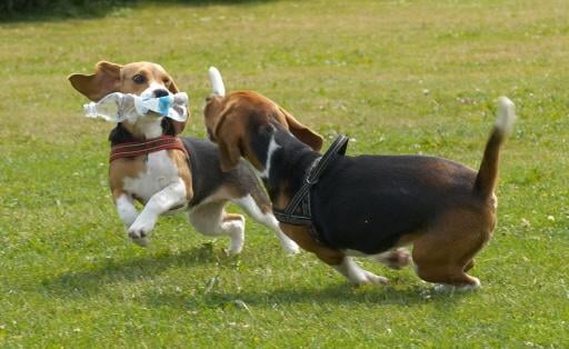 Meer speelruimte voor Bijvanckhondjes. Exacte uitwerking losloopgebied laat nog even op zich wachten