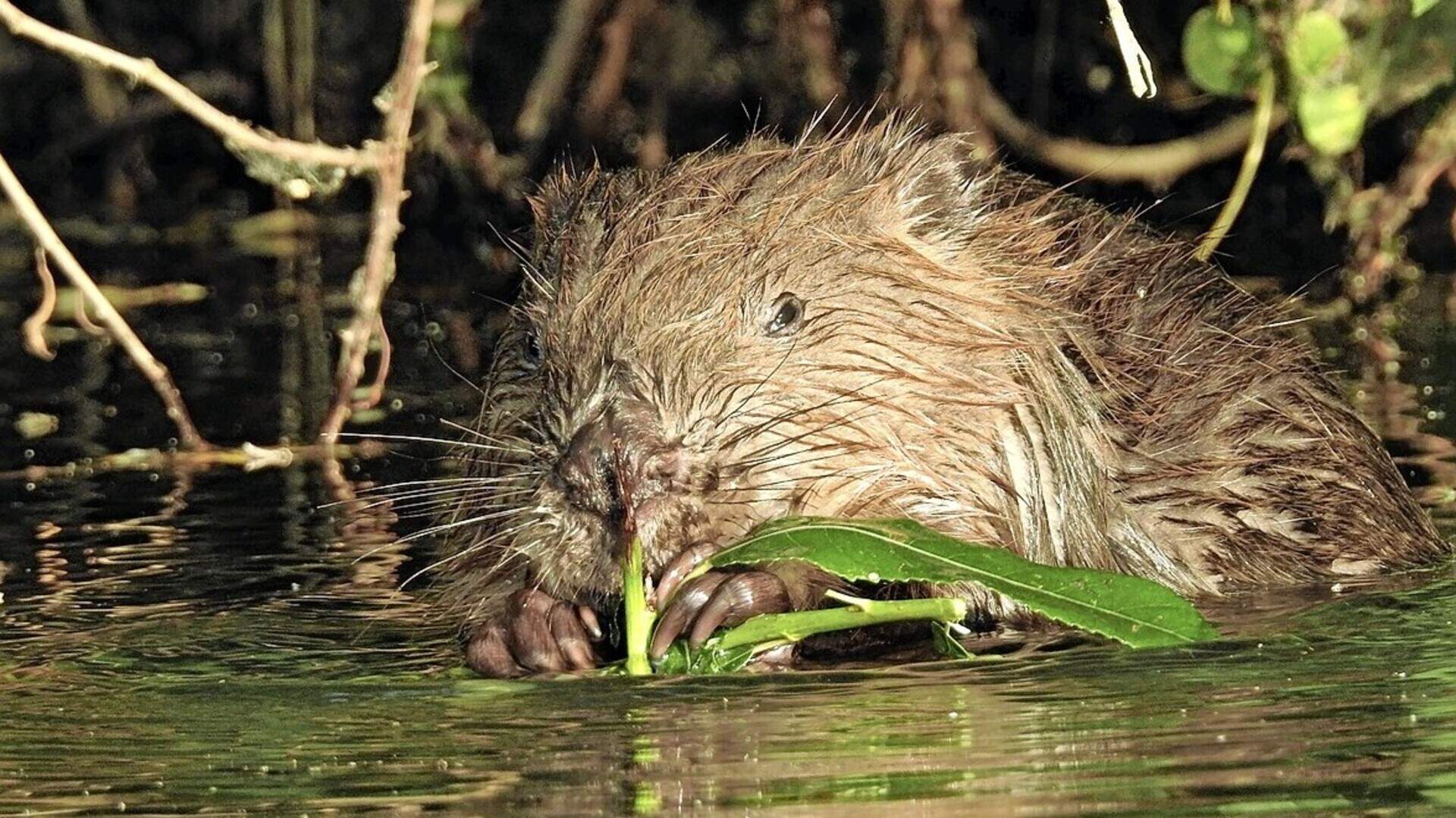 Bever gesignaleerd in natuurgebied Waterland bij Muiden | De Gooi- en ...