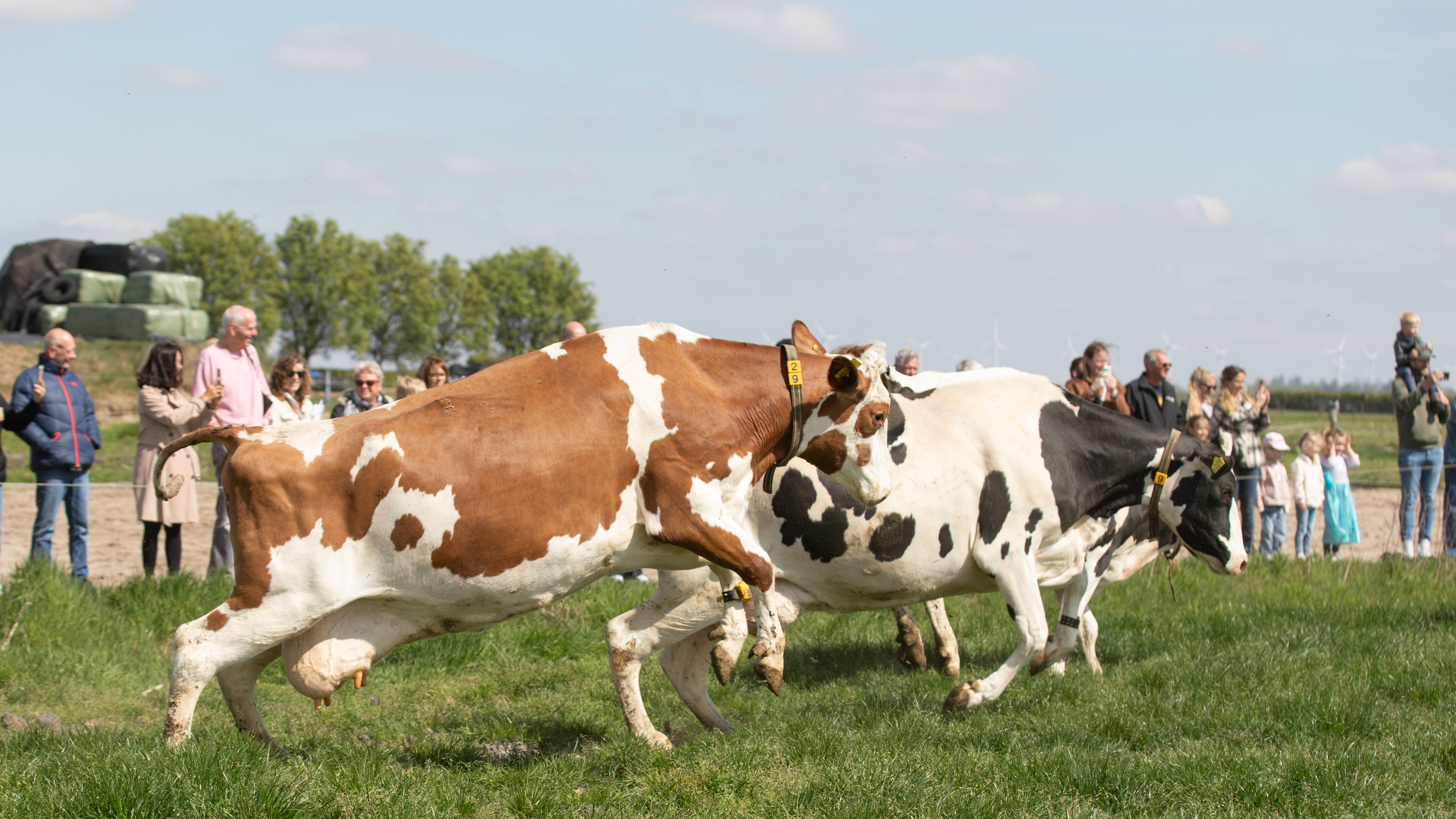 Eemnesser koeien maken een sprongetje van blijdschap: Ze mogen de weide weer in