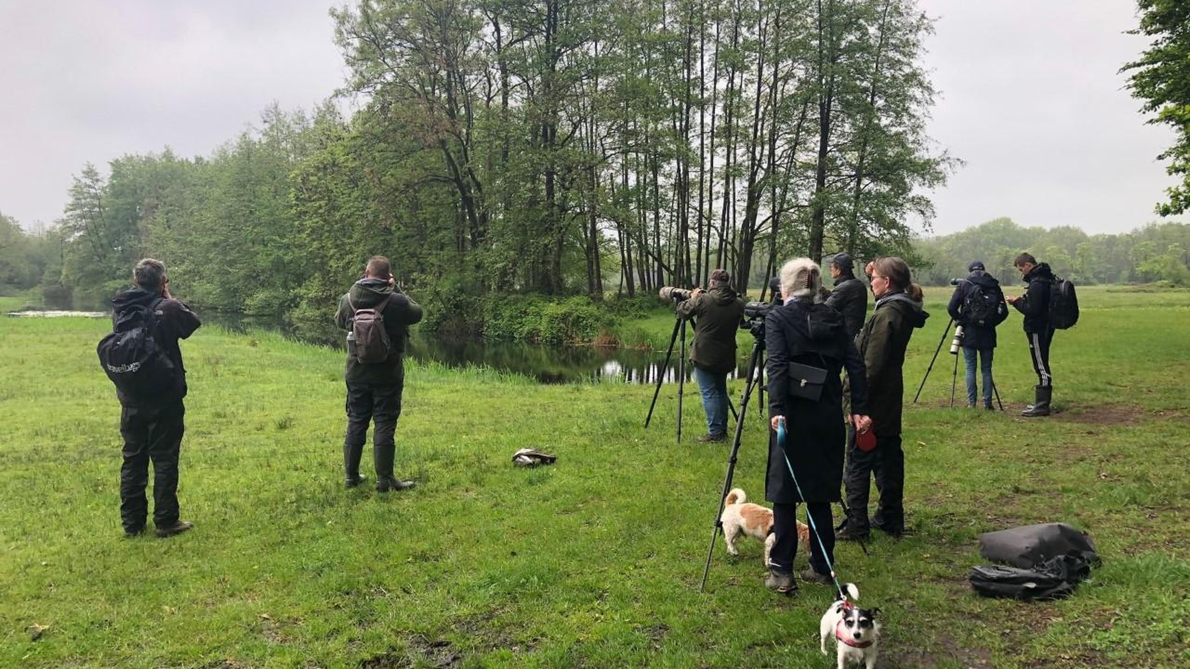 Zeldzame ralreiger laat zich zien tussen Bussum en de Hilversumse Meent: vogelaars staan rijen dik m