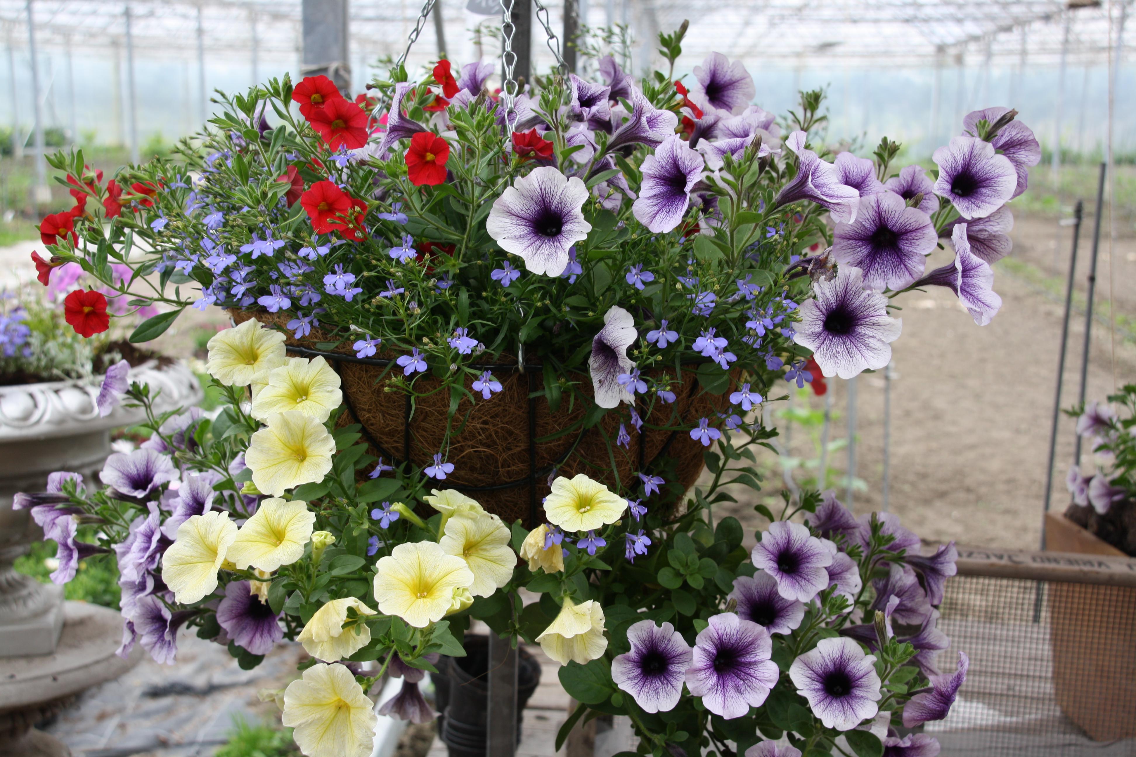 D66 Blaricum wil via amendement Bijvanck meer in de bloemetjes zetten