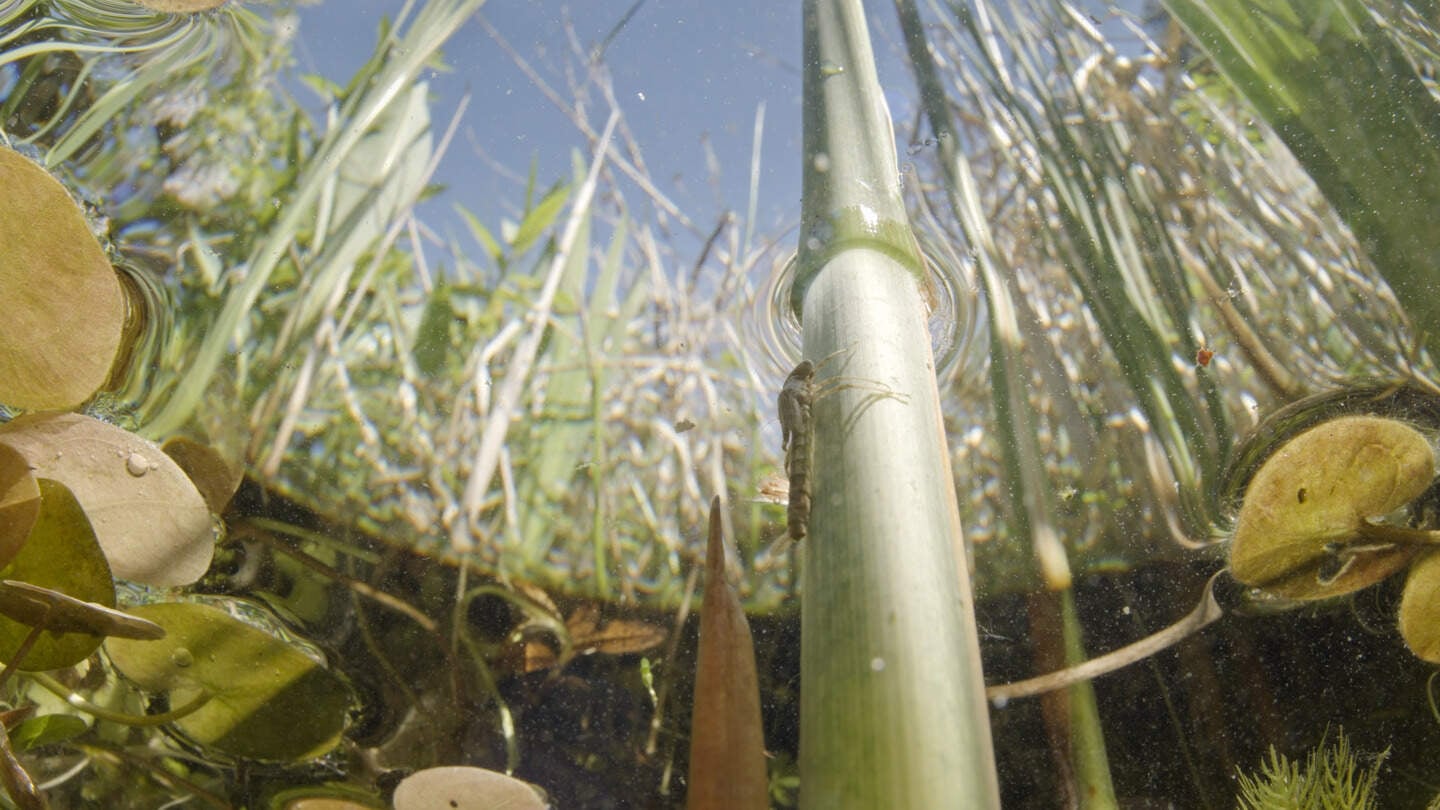 Natuurdocumentaire Sloot: verborgen leven in de sloot | Noordhollands ...
