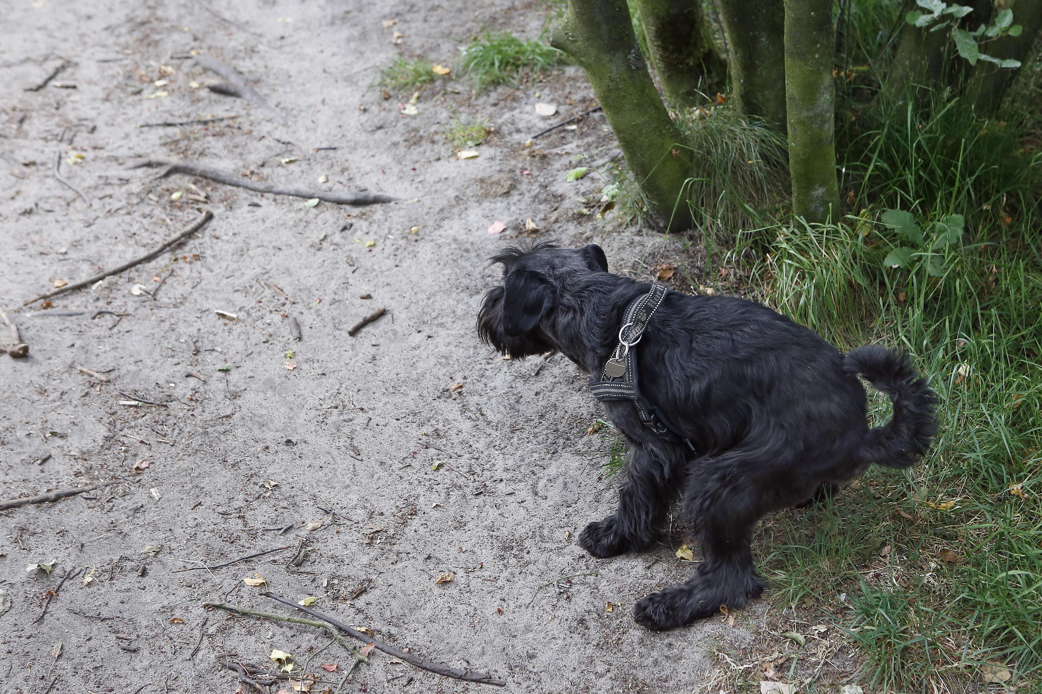 Blaricums hondenbeleid krijgt een vliegende start. Hussenverbod in groengordel Bijvanck op de valree