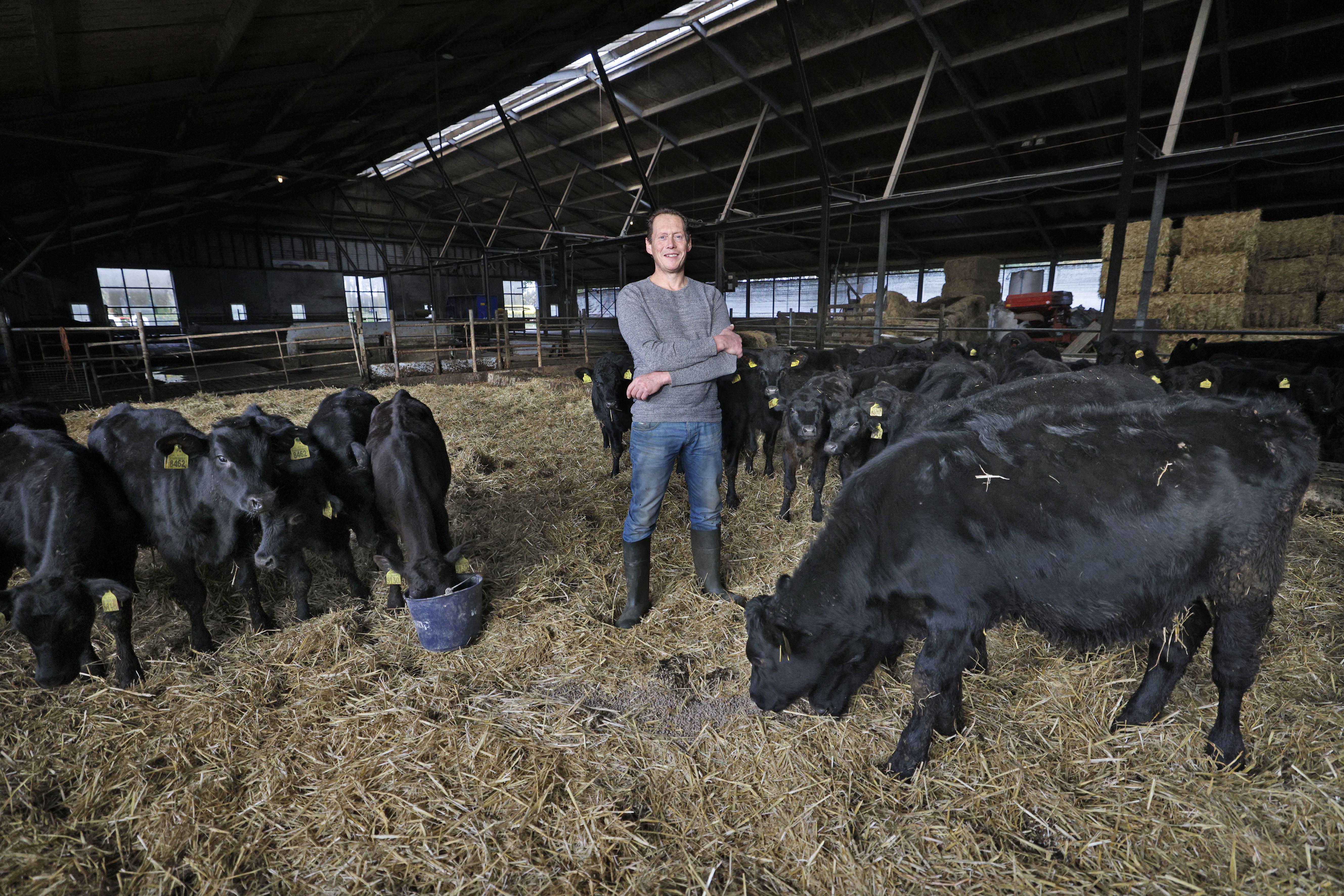 Wanneer komt de wolf? Boeren Eemnes en Vuursche bezorgd over komst roofdier. ’Ik zie beelden van ope