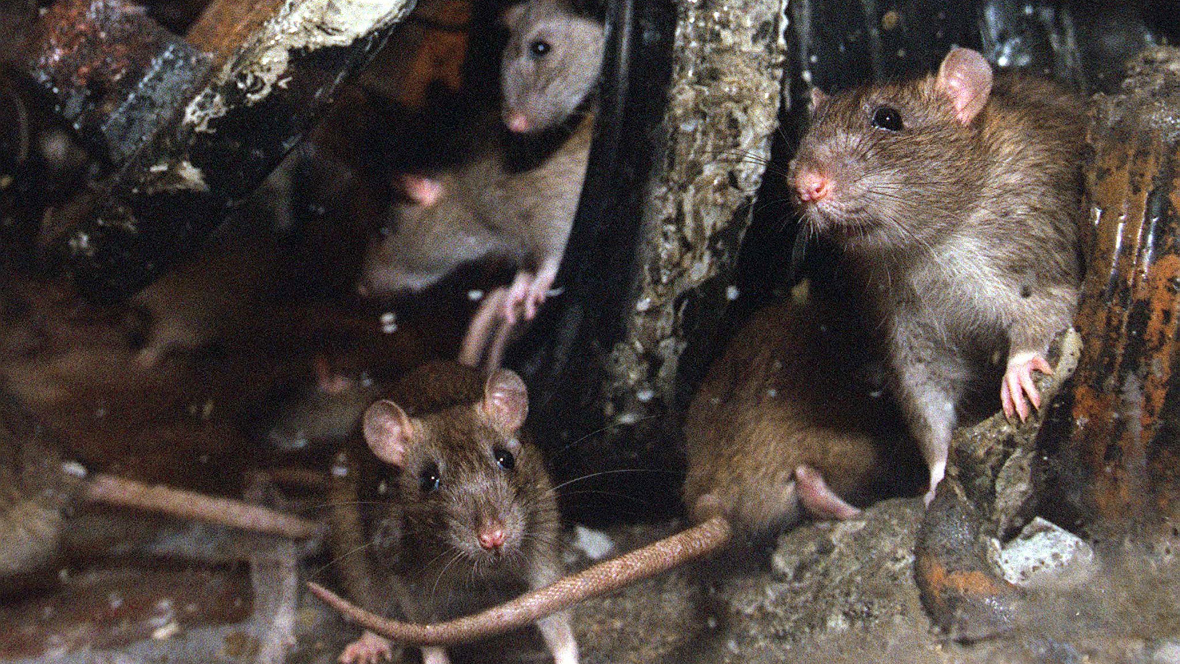 Stijgend aantal meldingen over ratten in Lage Vuursche. ’Rattensnelweg’ wordt aangepakt, maar zorgen