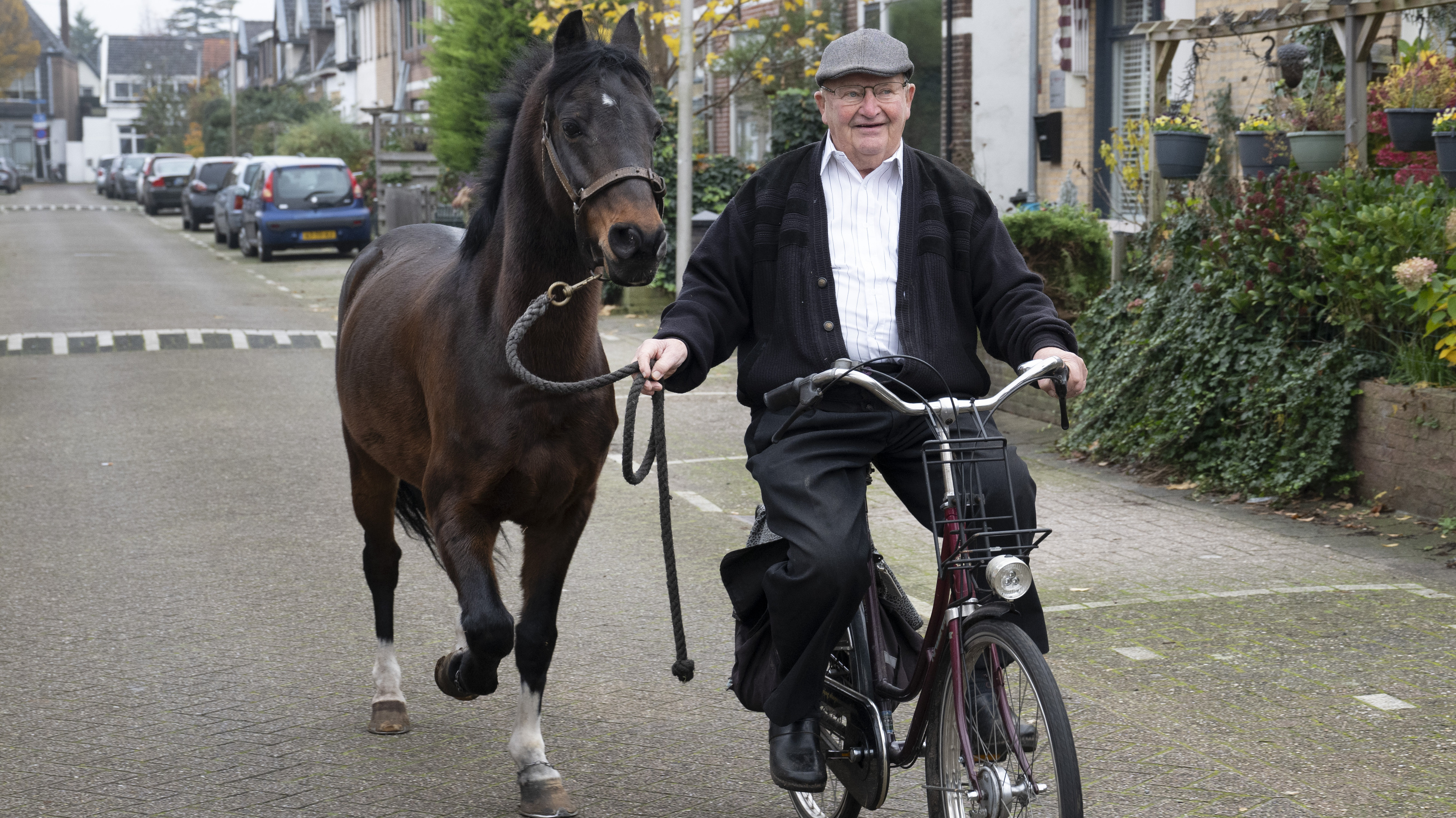 Anton (84) laat dagelijks zijn pony uit. ‘Als ik hem loslaat, loopt hij