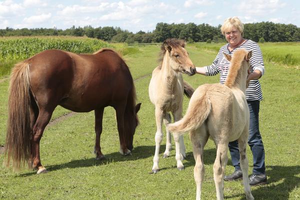 Shetlanderij Nieuw-Loosdrecht gered