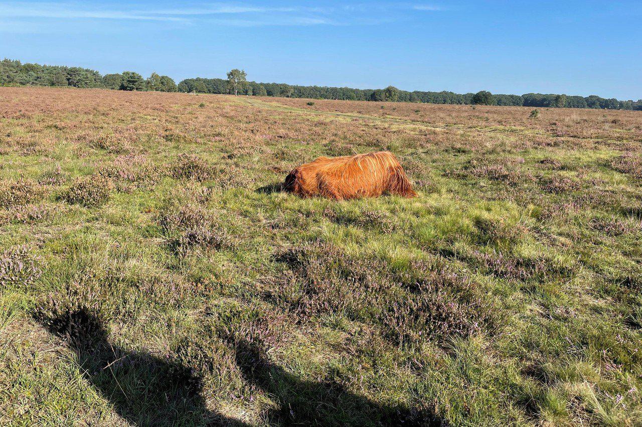 Onderzoek bevestigt: rund met afgerukte staart is inderdaad gedood door wolf