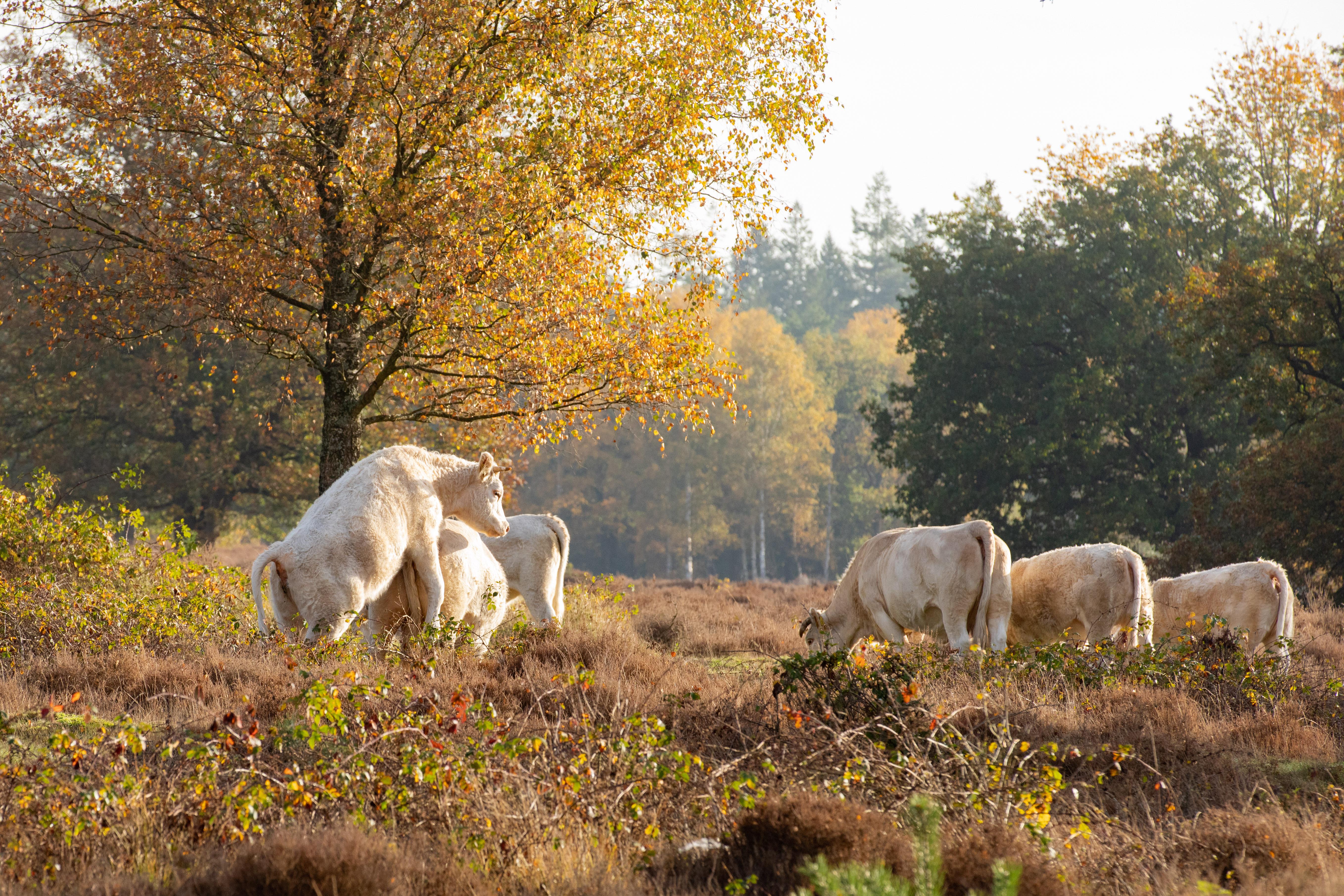 ’Het is lente, ik voel het aan mijn instrumenten’. Runderen op de heide