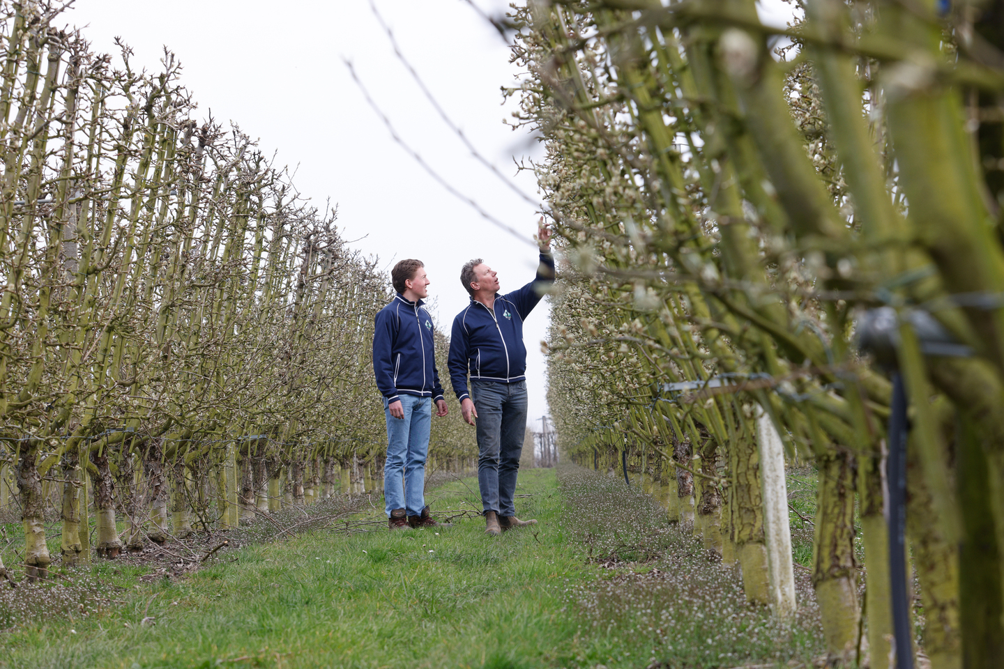 Grote Opluchting Bij Boer Erik In Loenen De Fruitbomen Hebben De Hagel grote-opluchting-bij-boer-erik-in-loenen-de-fruitbomen-hebben-de-hagel