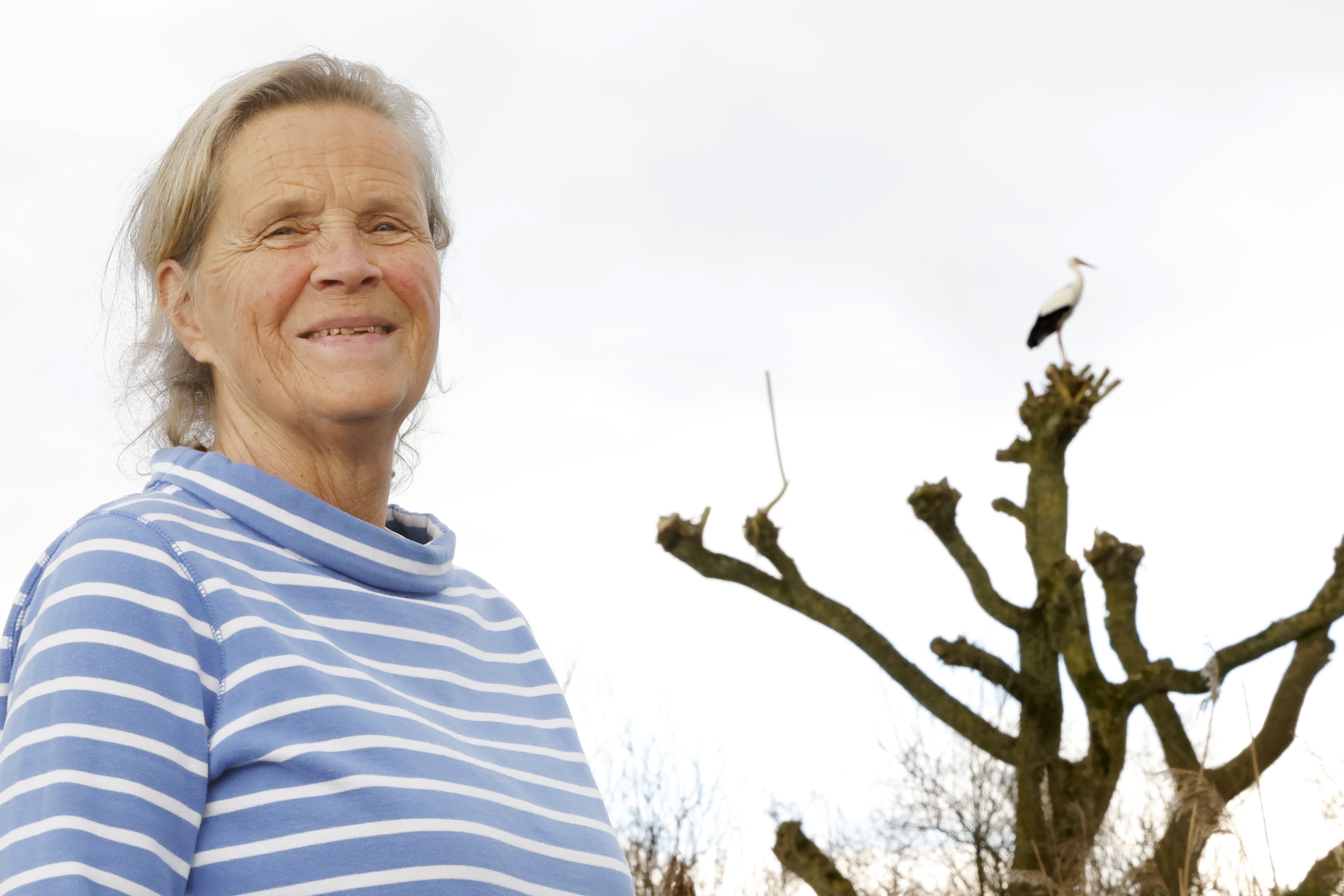 De ooievaar is booming in Ankeveen dankzij het Amerikaanse rivierkreeftje. ’Daar zijn ze dol op’