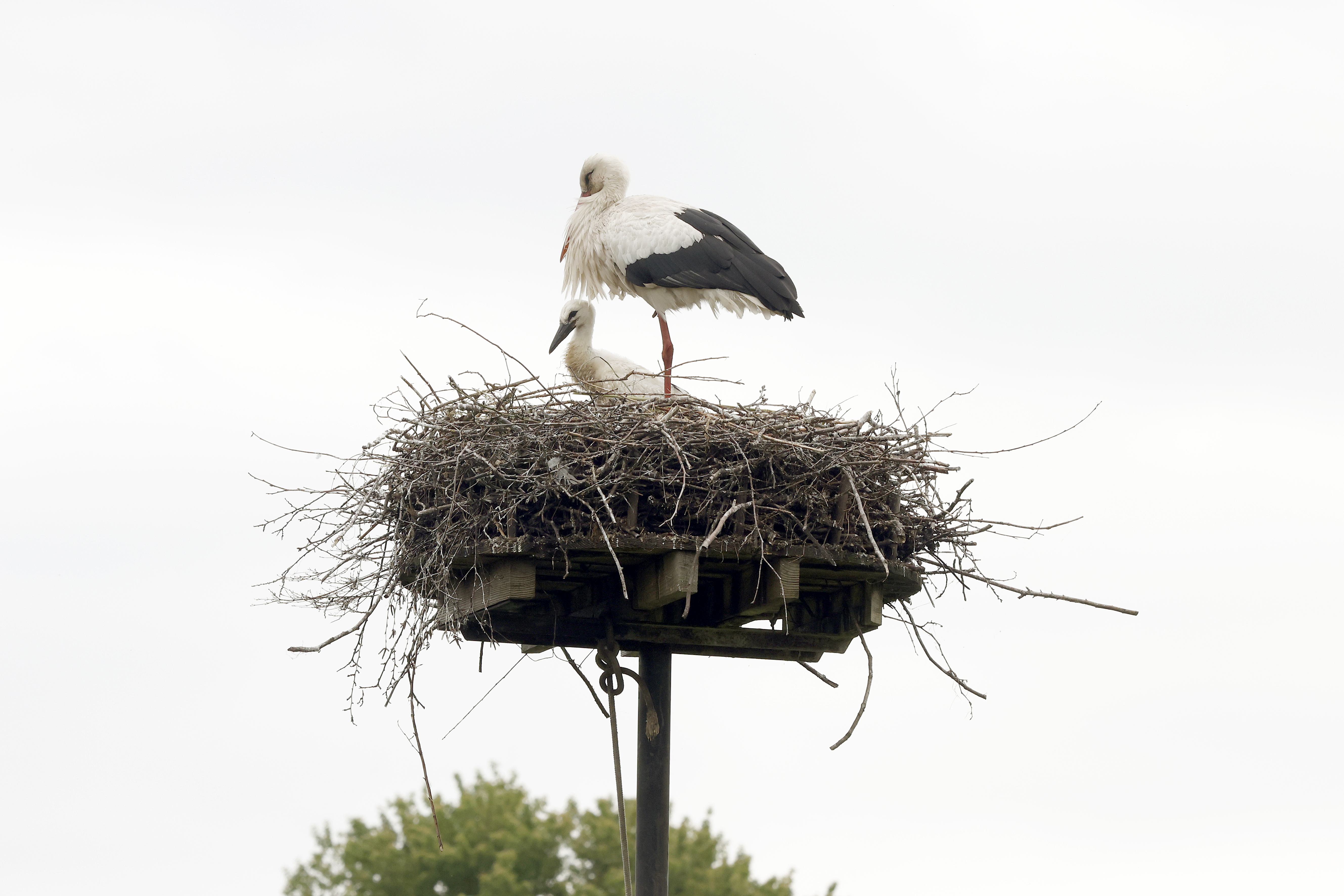 ’Echt spannend of ooievaarsjongen het gaan redden’: broedsels vaak onderkoeld door aanhoudende regen