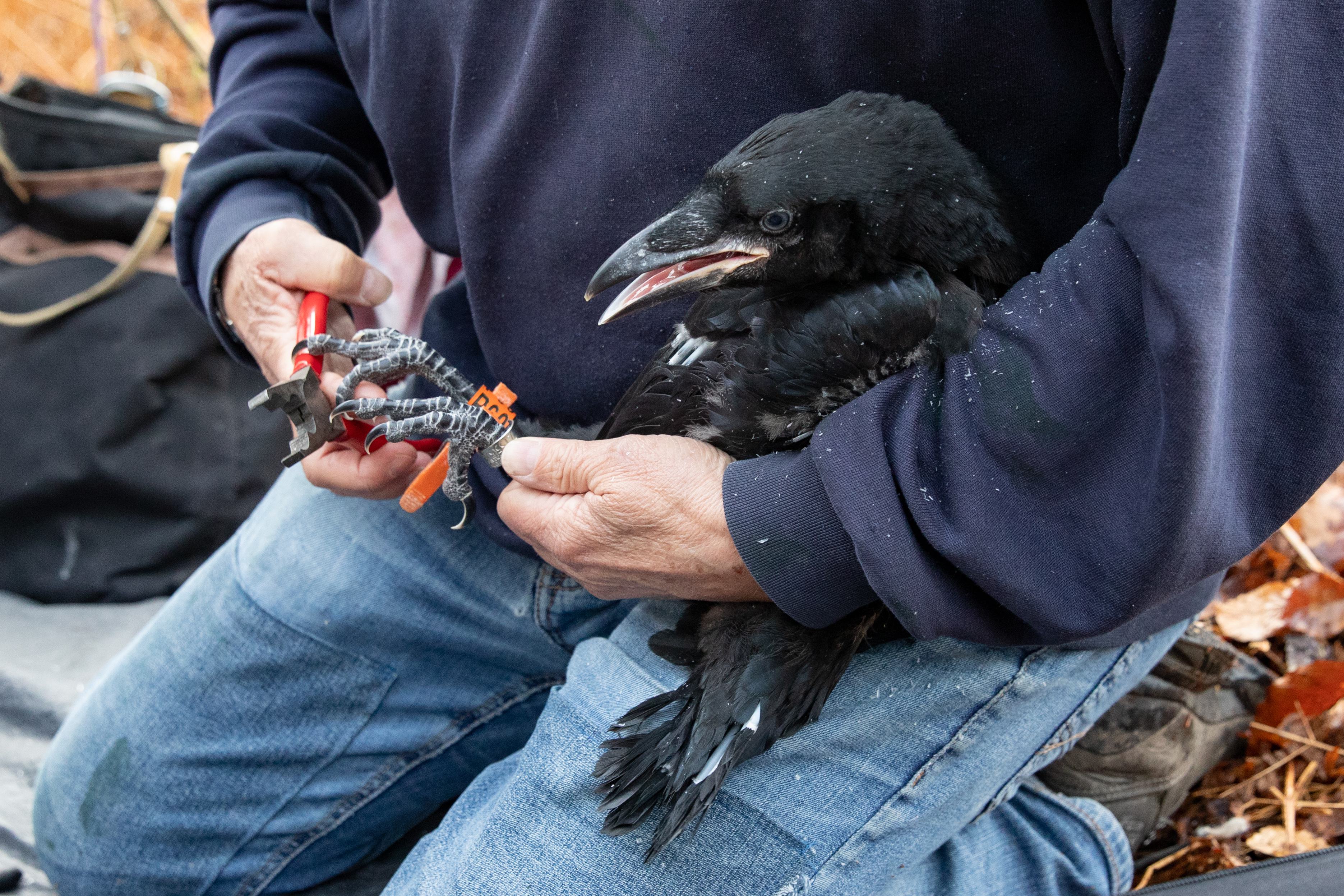 Eerste raven zijn weer geringd. Door bijgeloof uitgemoorde vogel bezig aan stevige opmars in Nederla
